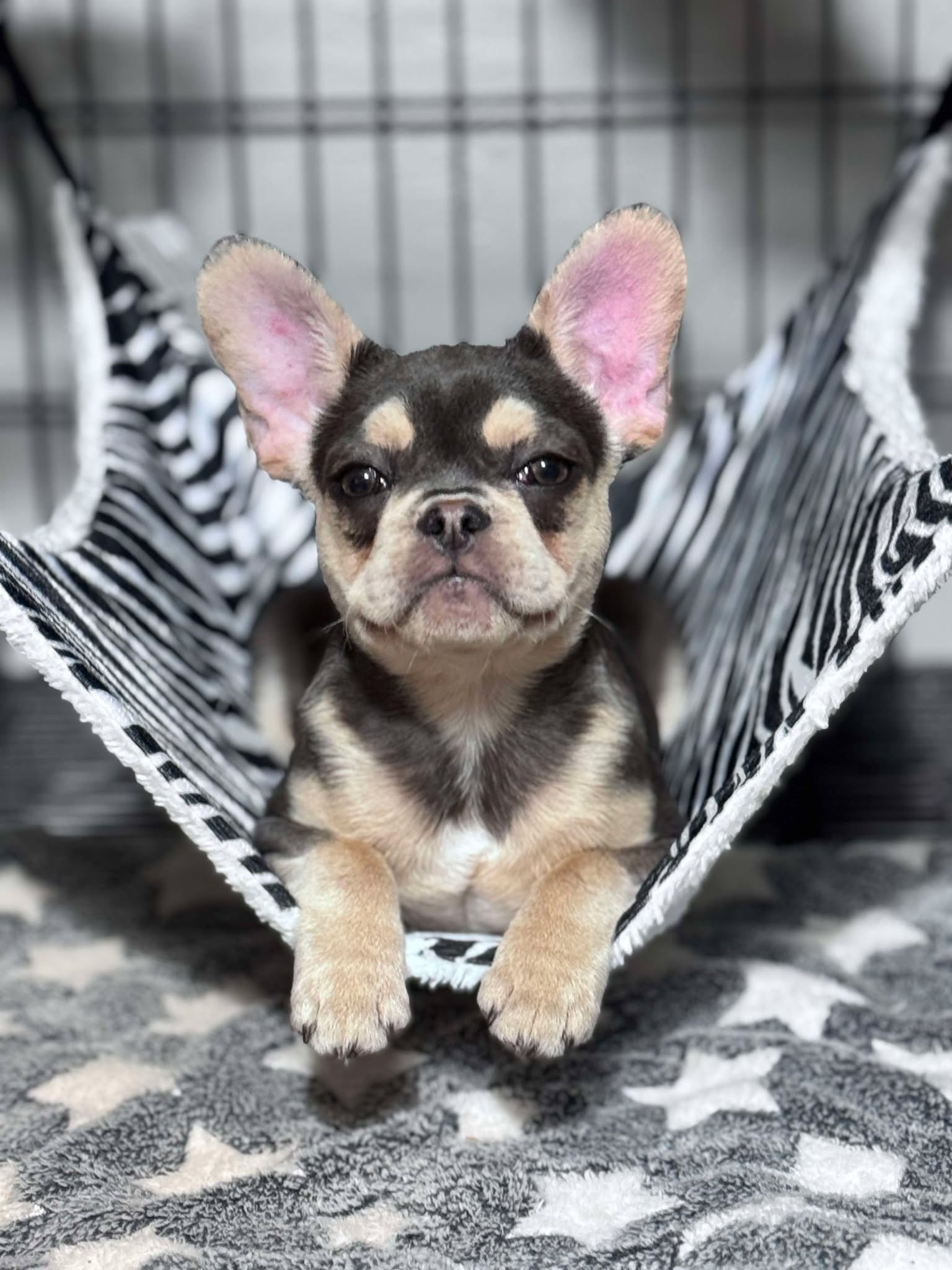 Female Blue & Tan, Visual eA Husky, Carrying Fluffy & Pink!