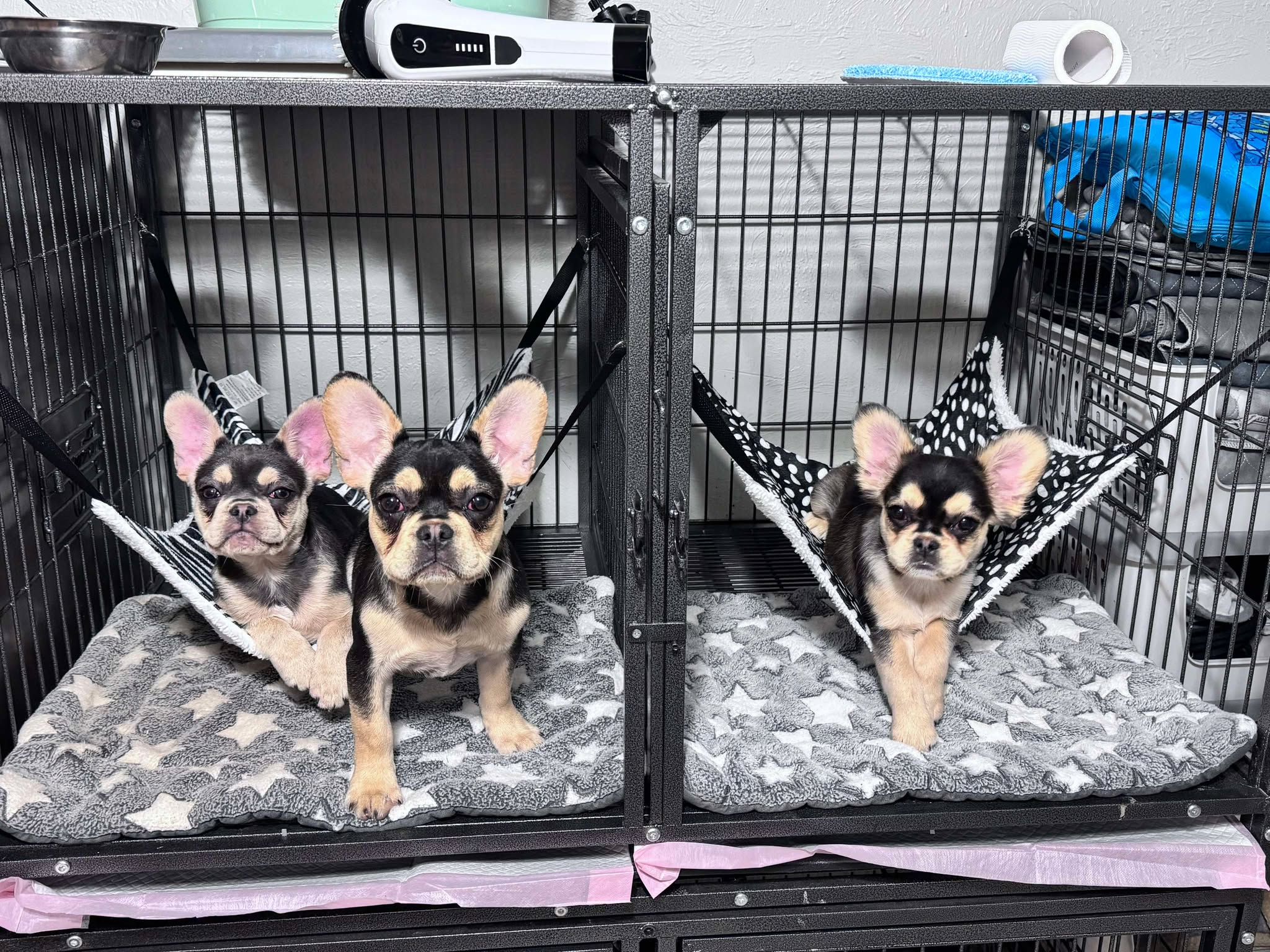 Female Blue & Tan, Visual eA Husky, Carrying Fluffy & Pink!