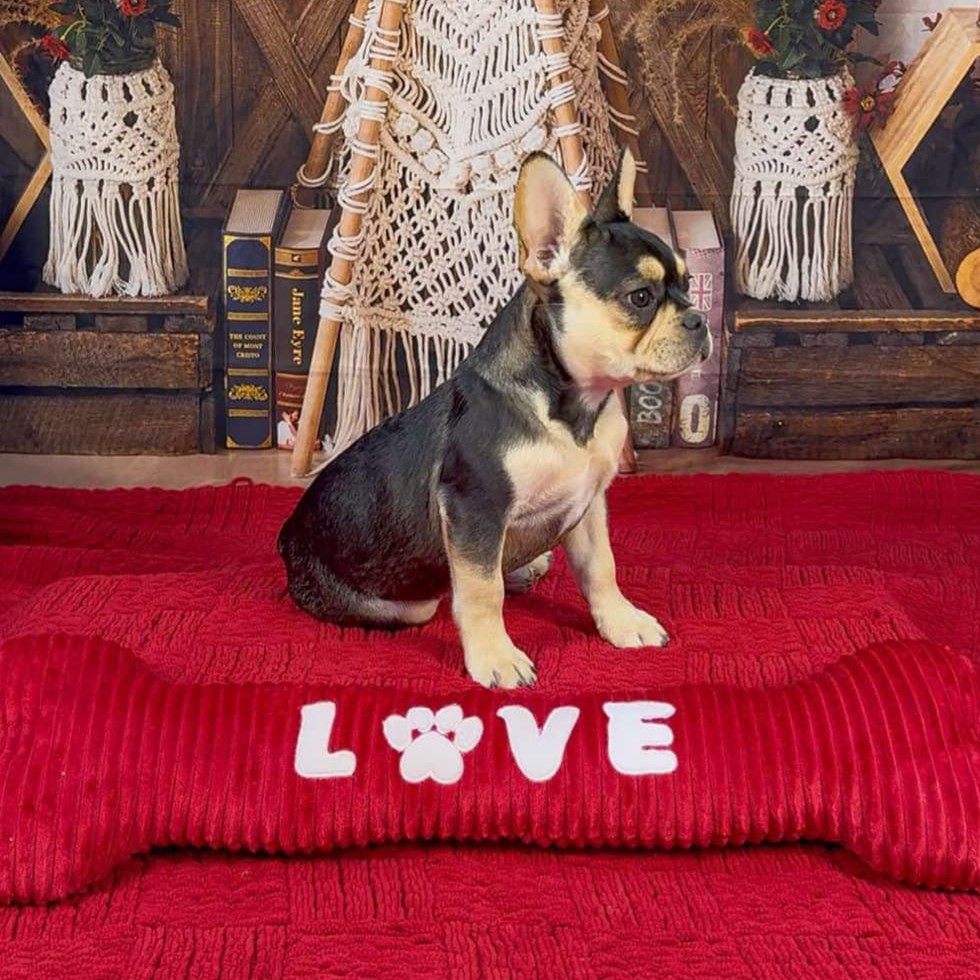 Male Black & Tan, Visual eA Husky Carrying Pink & Fluffy