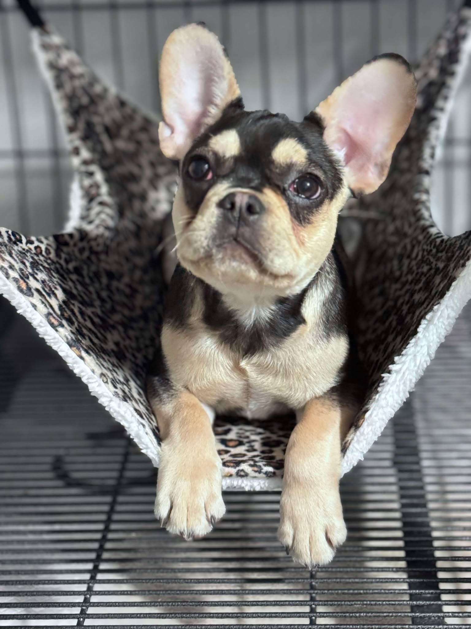 Male Black & Tan, Visual eA Husky Carrying Pink & Fluffy