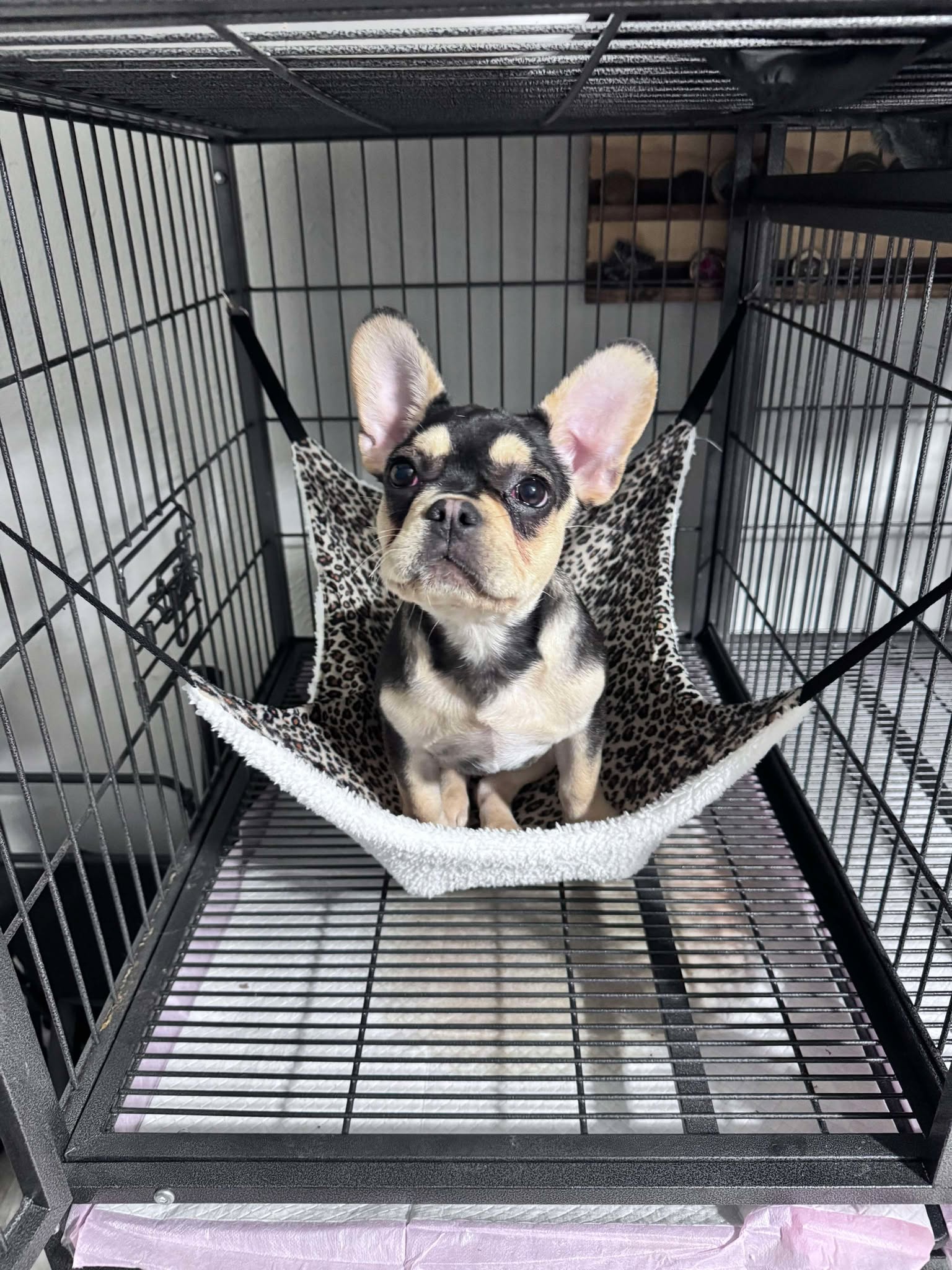 Male Black & Tan, Visual eA Husky Carrying Pink & Fluffy