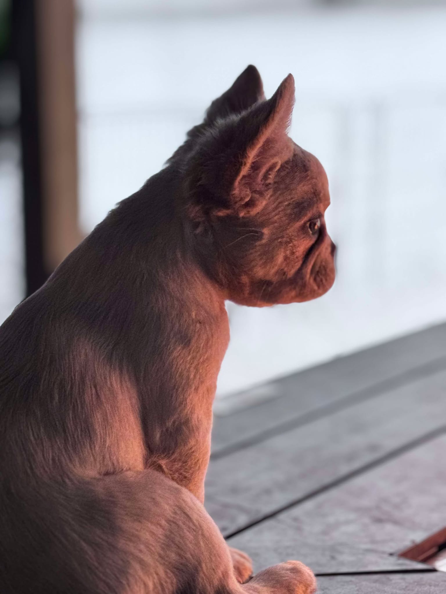 Female Full Fluffy Blue n Tan Wrapped in Cream