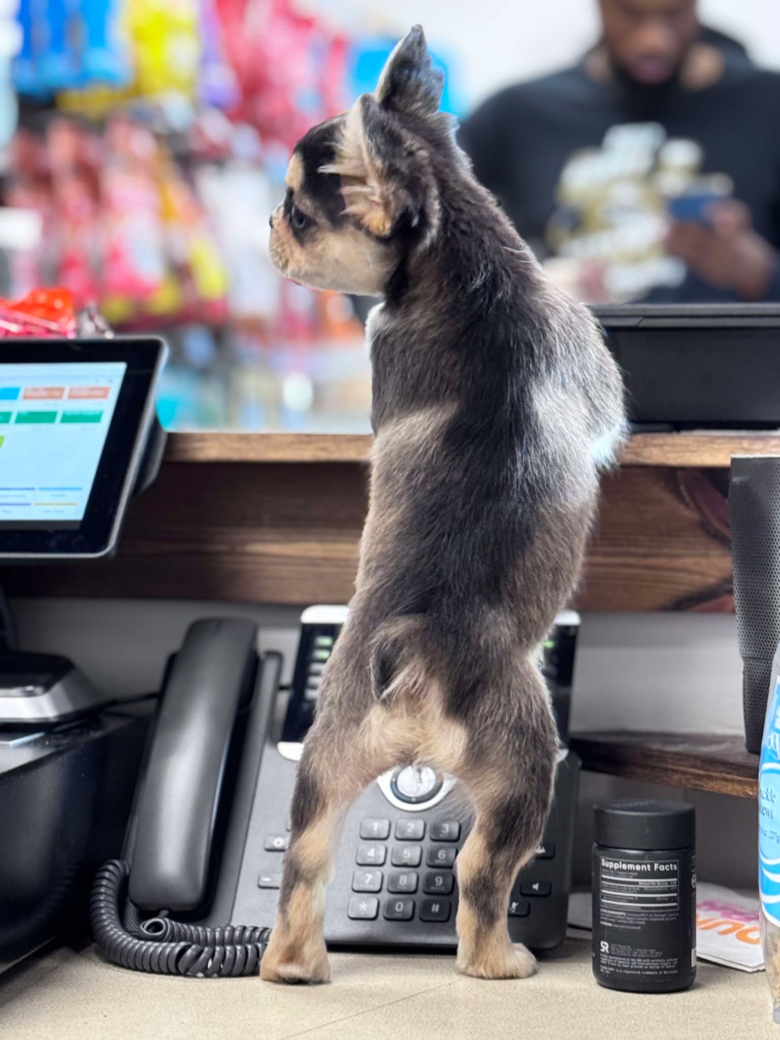 Female Full Fluffy, Visual eA Husky, Carrying Pink!