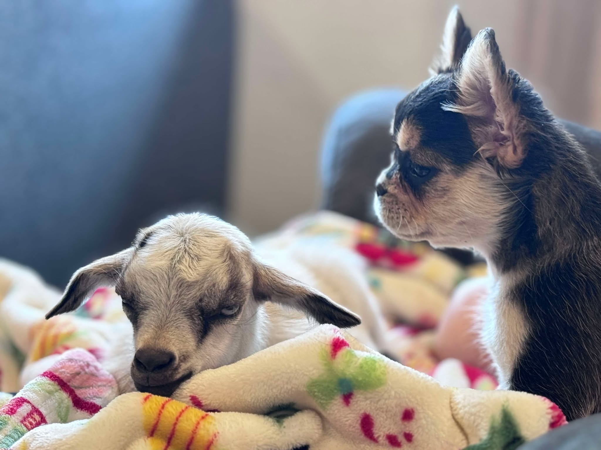 Female Full Fluffy, Visual eA Husky, Carrying Pink!