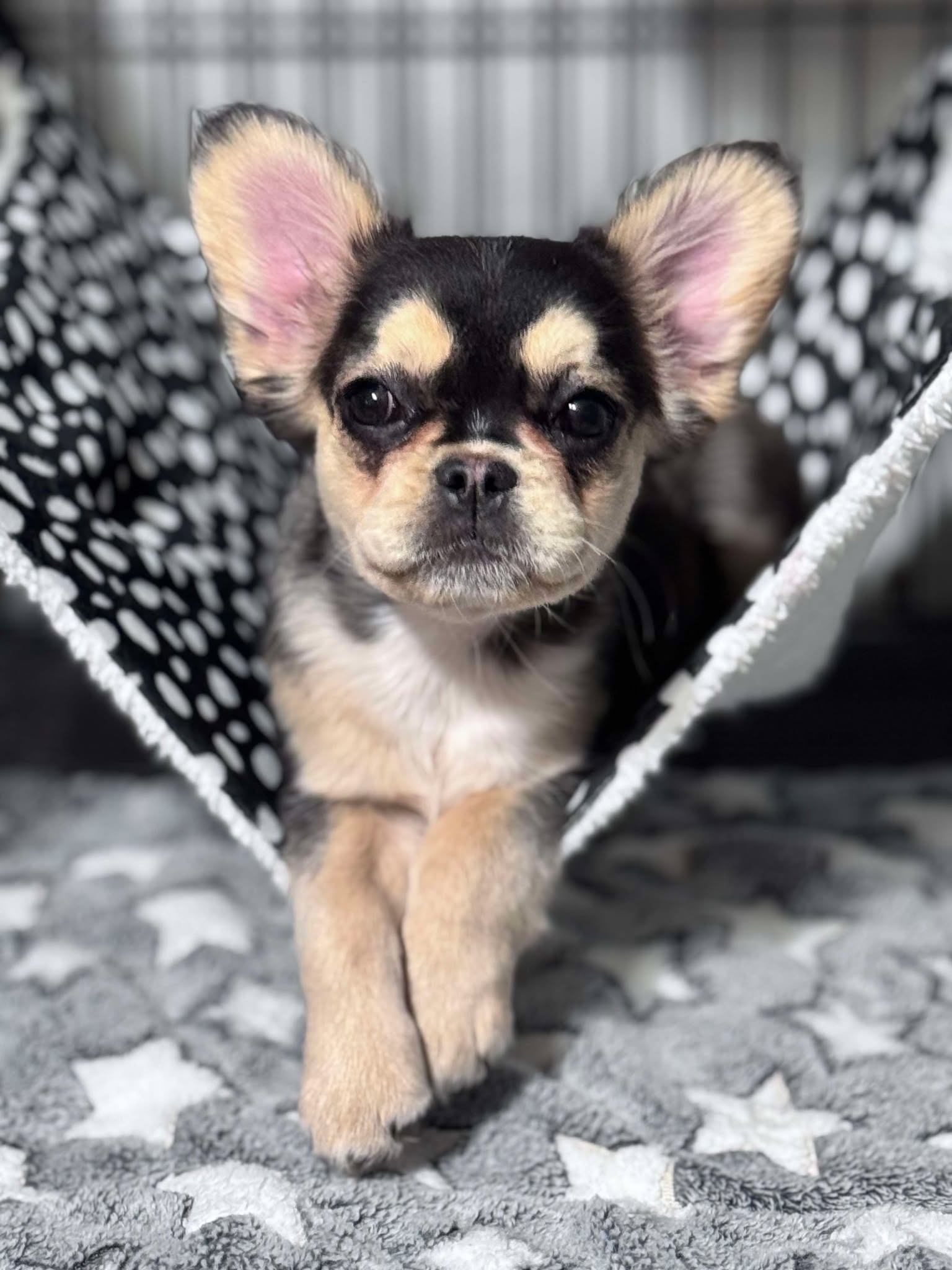 Female Full Fluffy, Visual eA Husky, Carrying Pink!