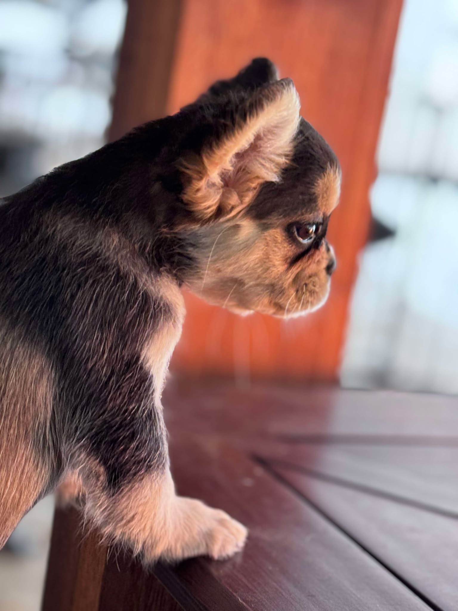 Female Full Fluffy, Visual eA Husky, Carrying Pink!