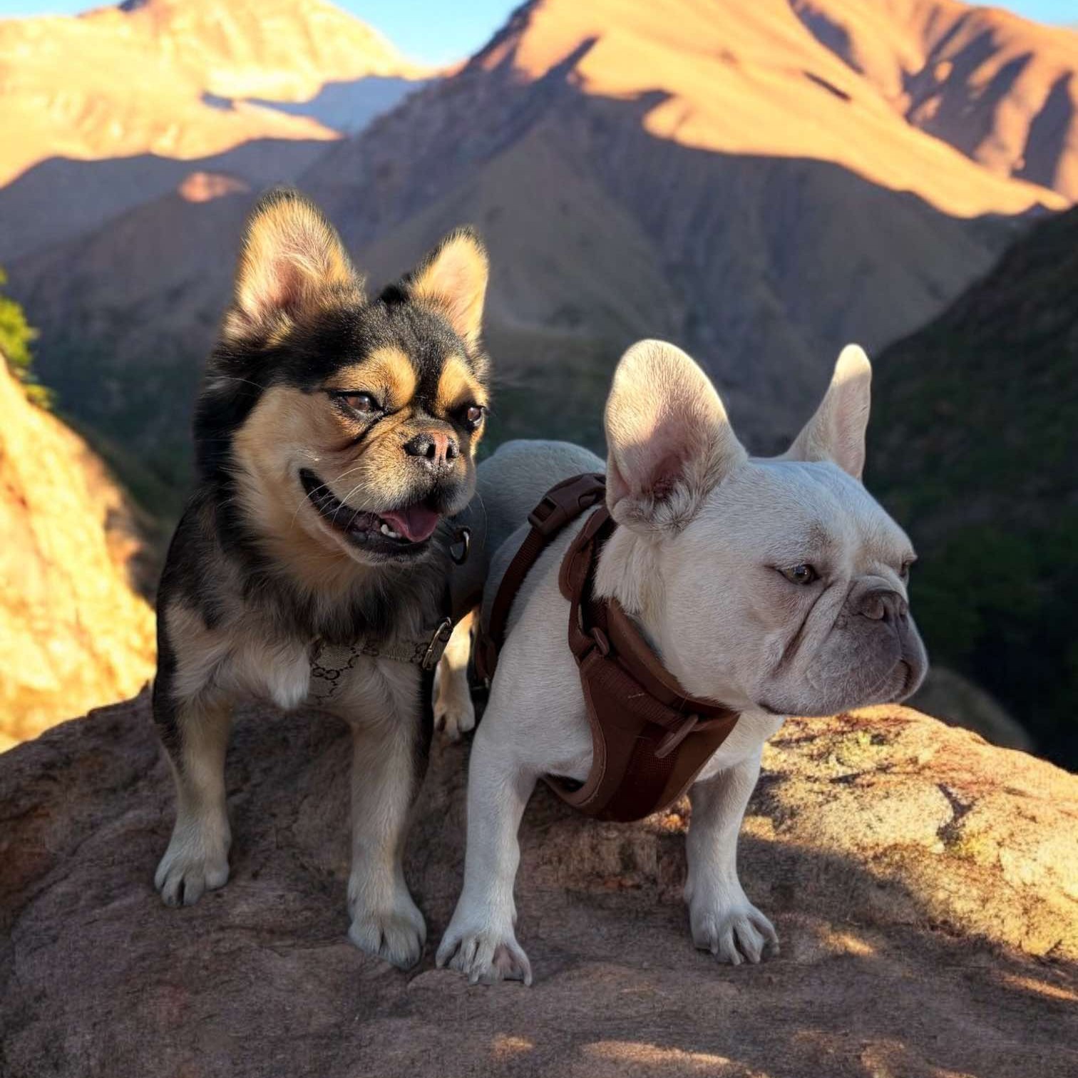 Everest - Stud Service Only