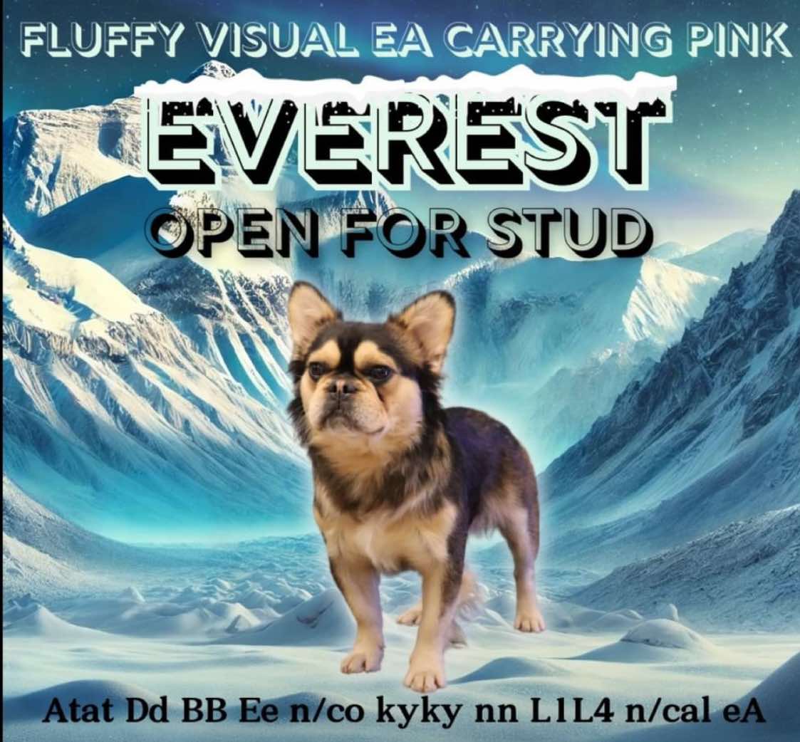 Everest - Stud Service Only