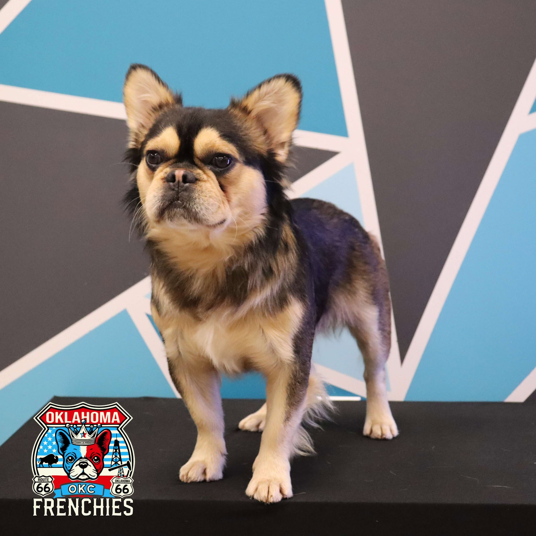 Everest - Stud Service Only