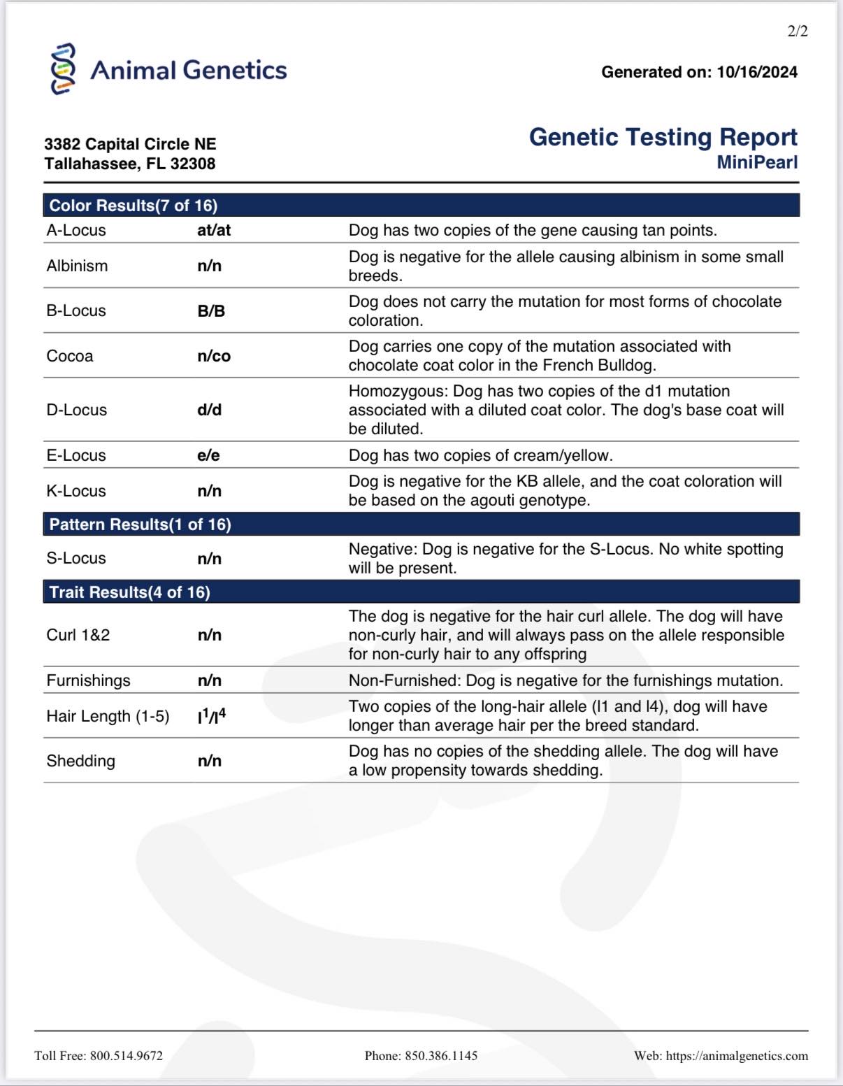 Female Full Fluffy Blue n Tan Wrapped in Cream