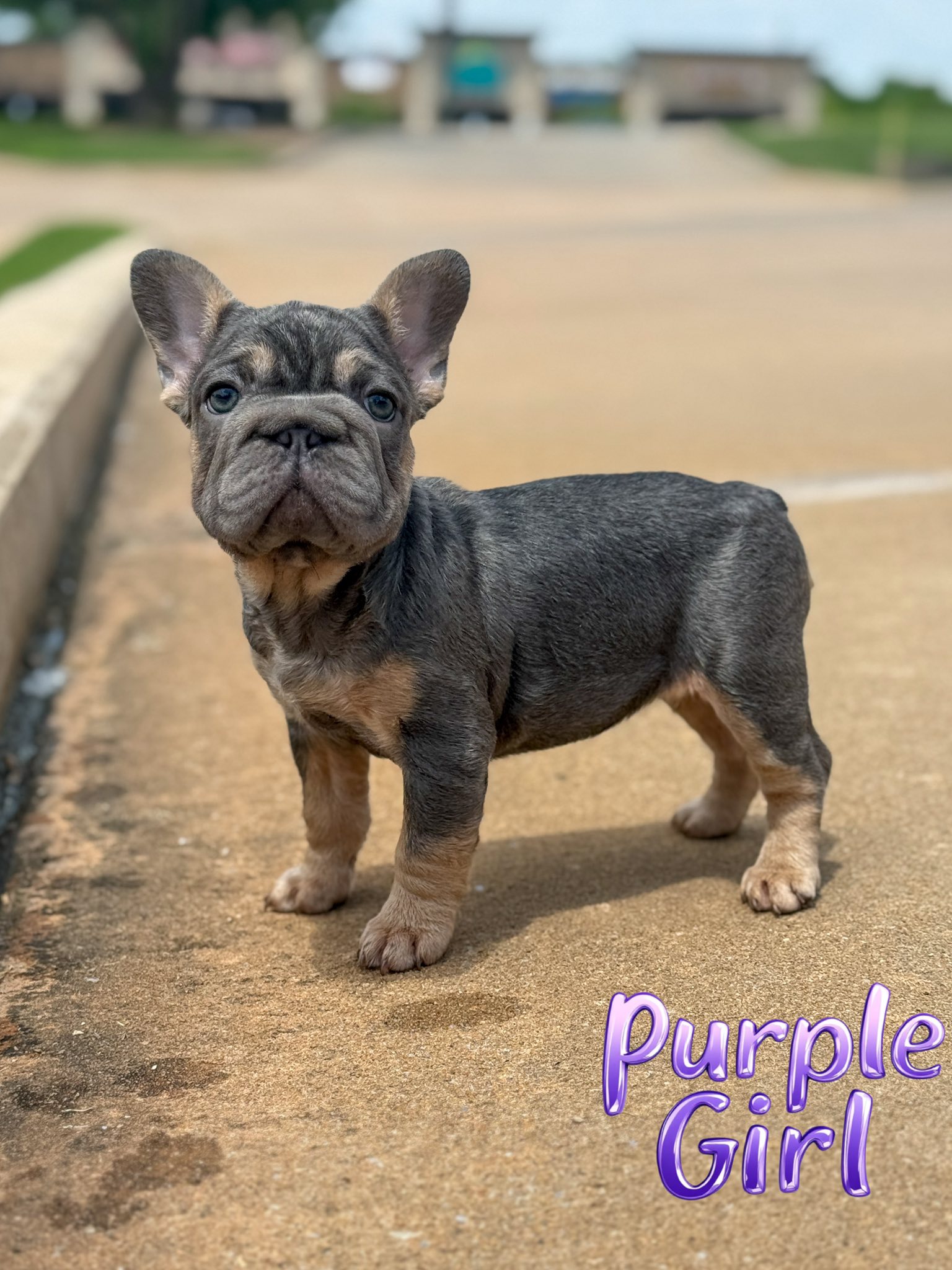 Purple Girl 💜 atat nb nco dd Eme L/I1