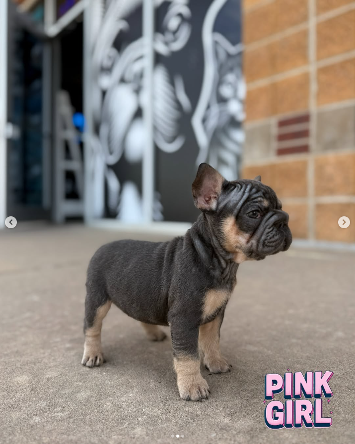 Pink Girl 🩷 atat nA nb nco dd Eme L/I1