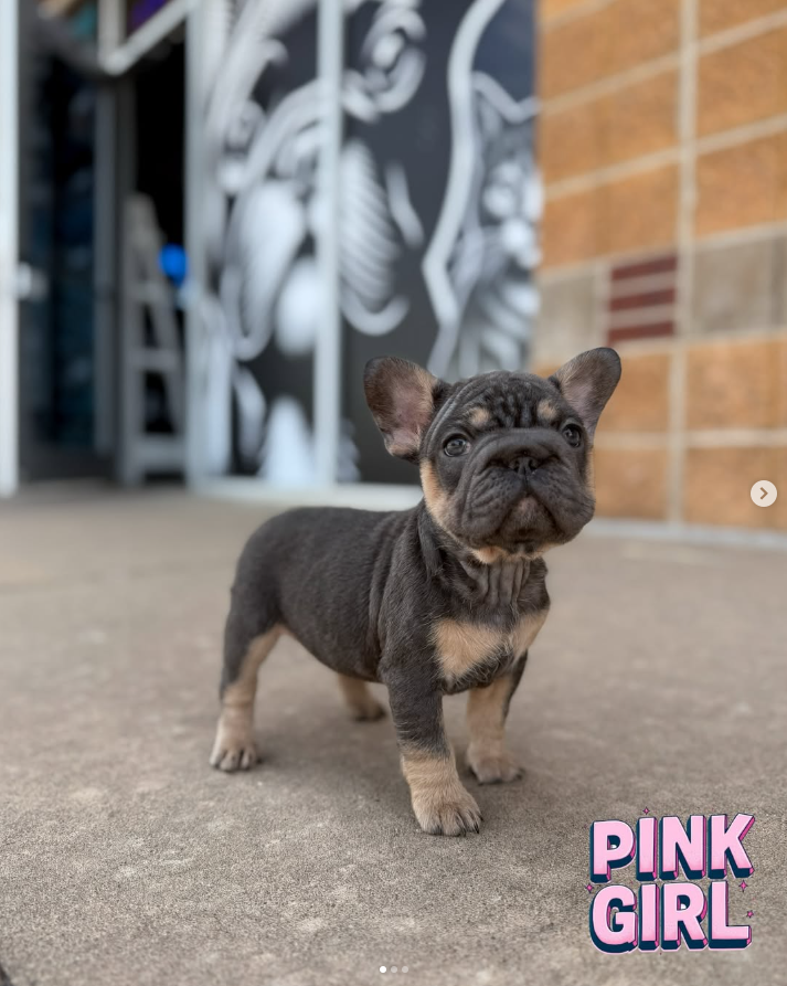 Pink Girl 🩷 atat nA nb nco dd Eme L/I1