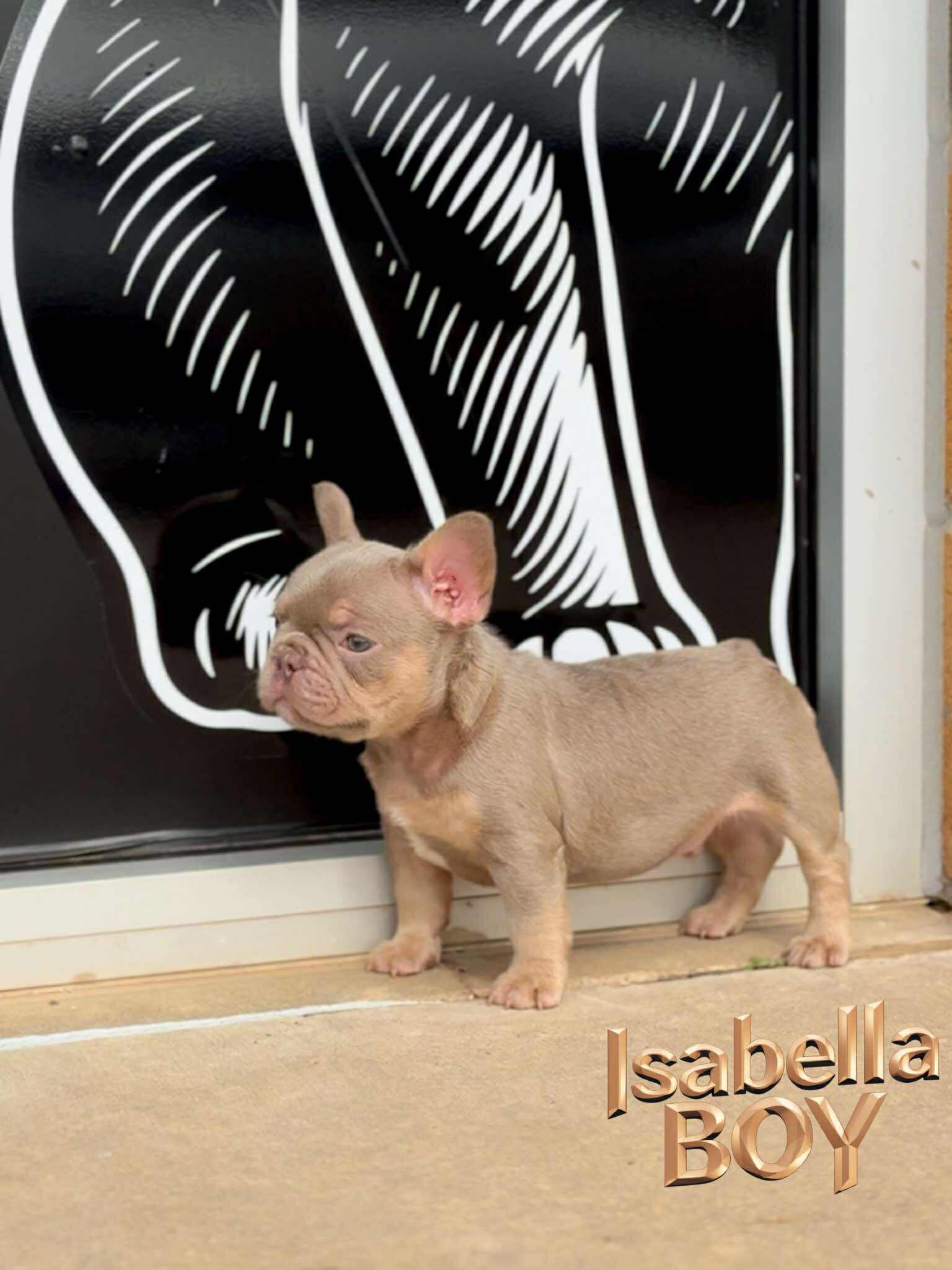 Isabella Boy 🤎 ata bb nco dd EmE L/I1