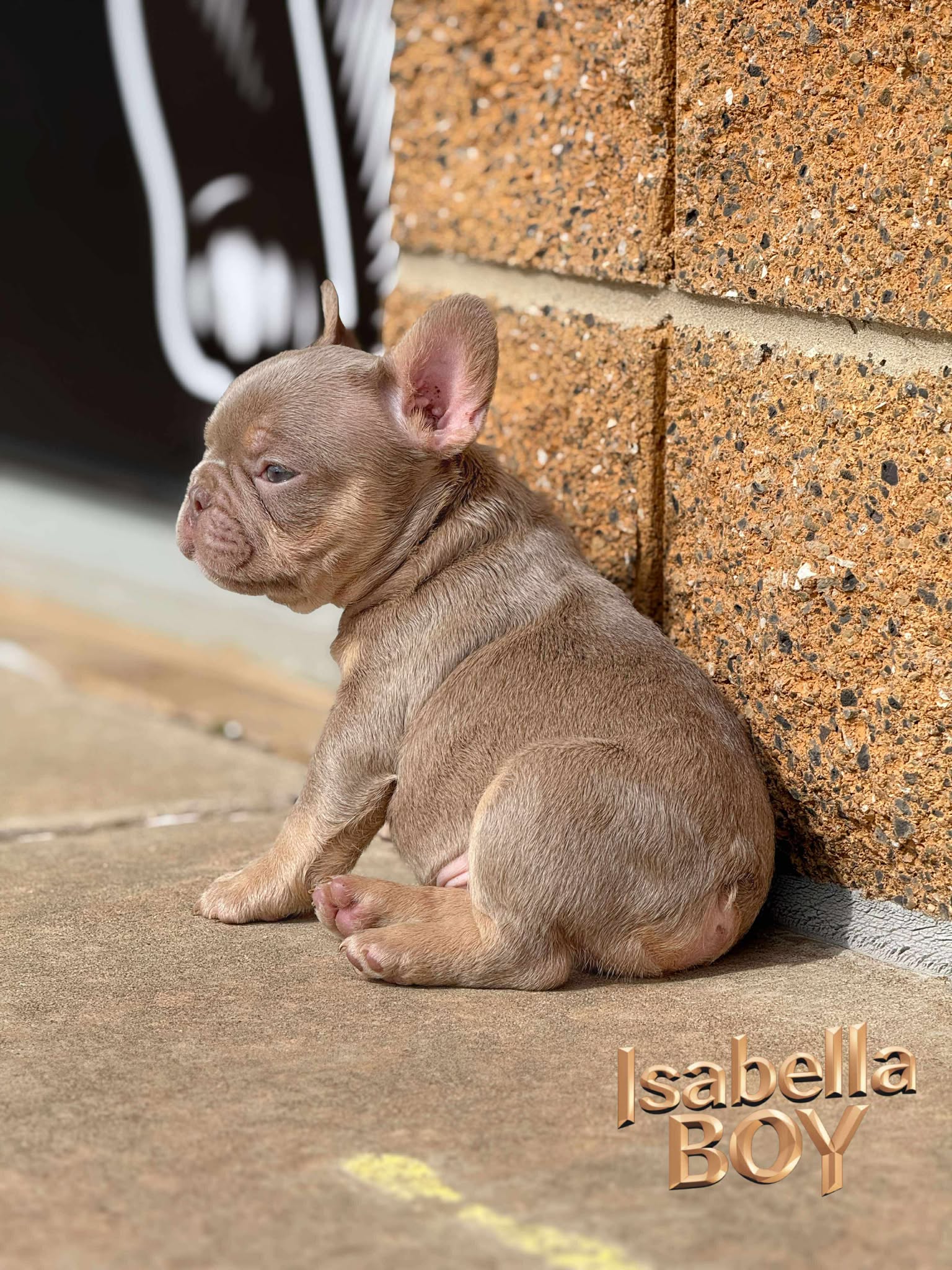 Isabella Boy 🤎 ata bb nco dd EmE L/I1