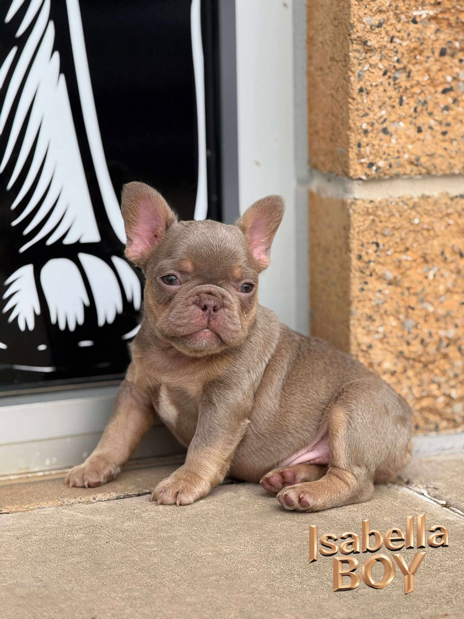 Isabella Boy 🤎 ata bb nco dd EmE L/I1
