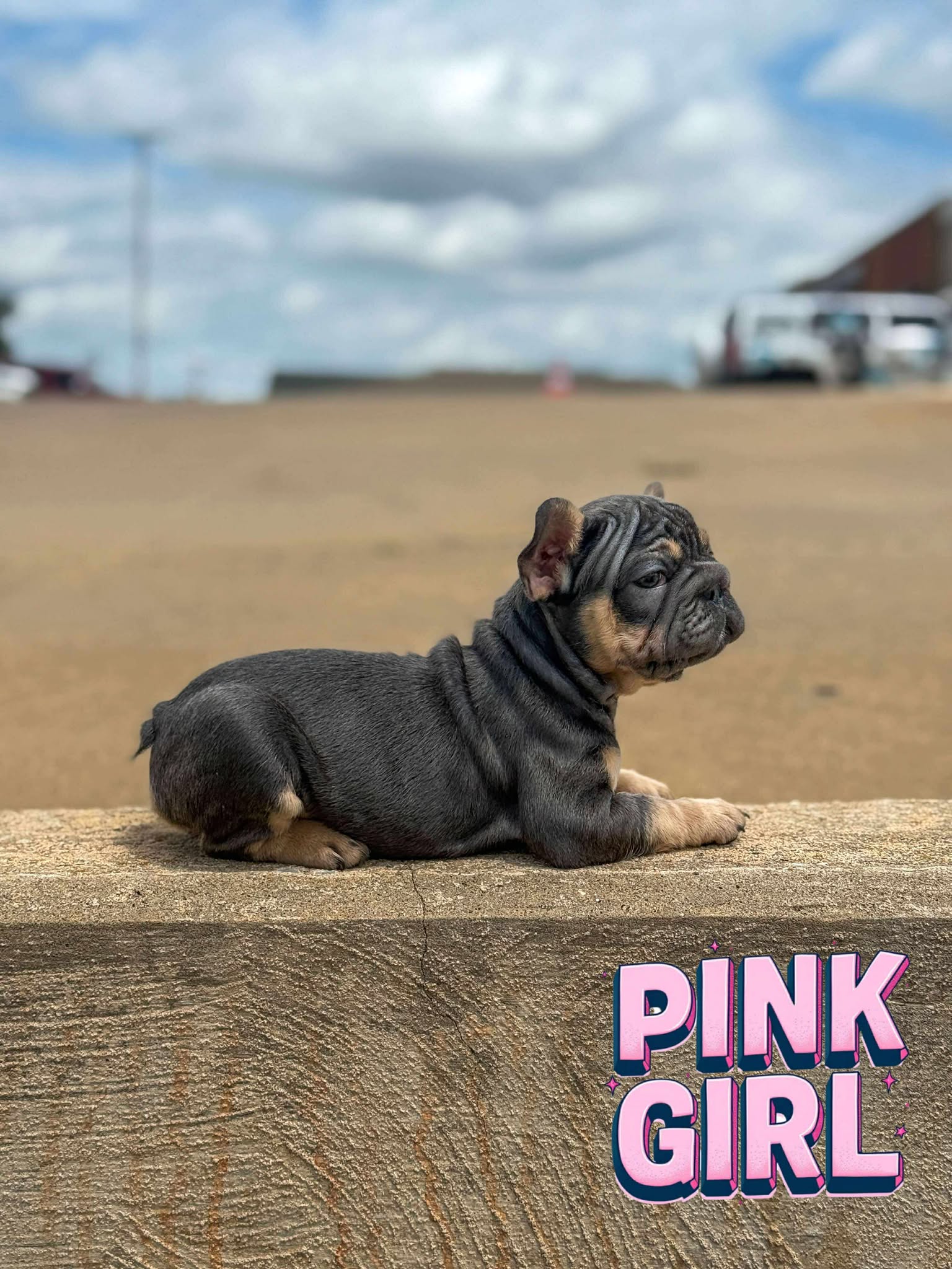 Pink Girl 🩷 atat nA nb nco dd Eme L/I1