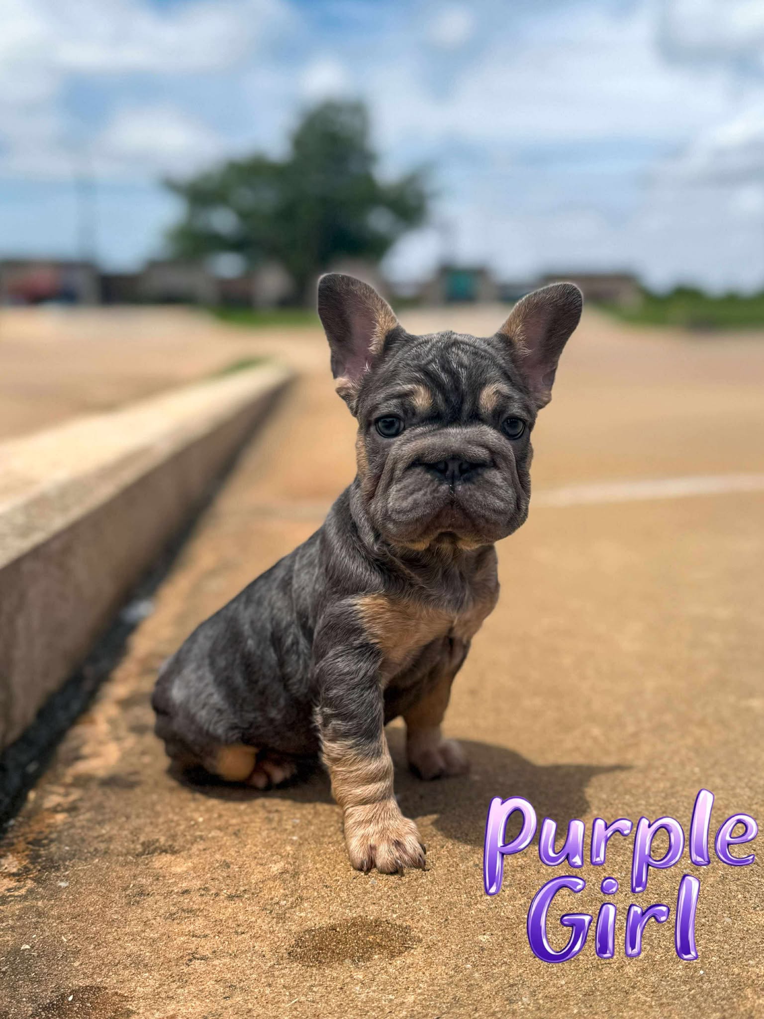 Purple Girl 💜 atat nb nco dd Eme L/I1