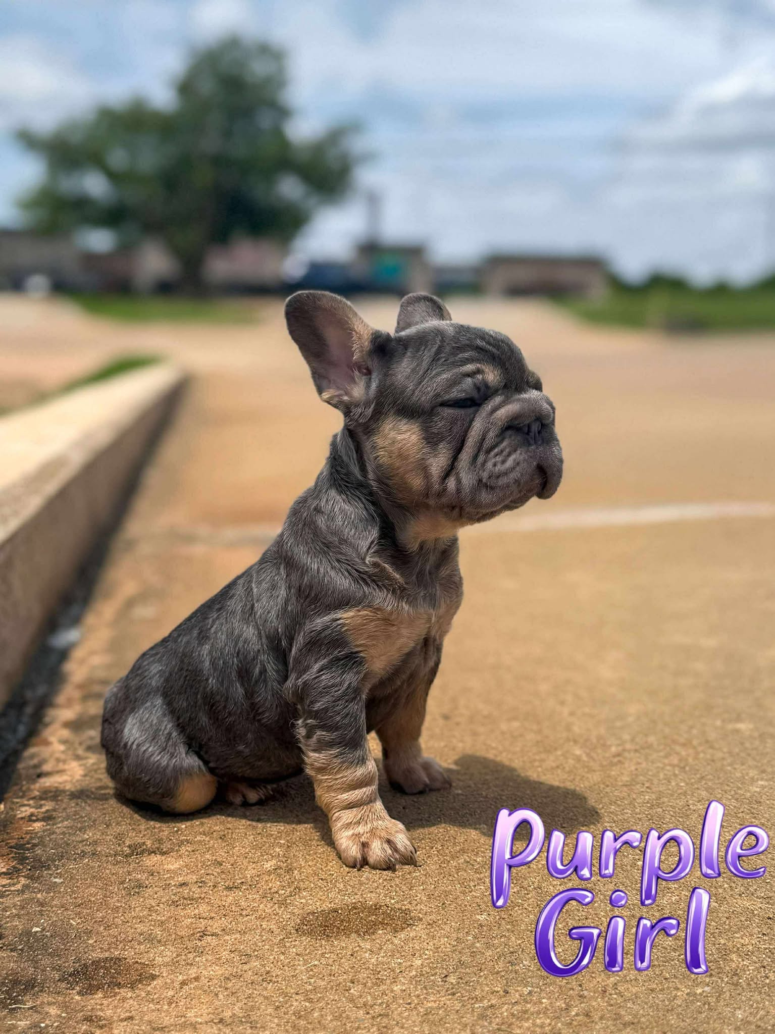 Purple Girl 💜 atat nb nco dd Eme L/I1