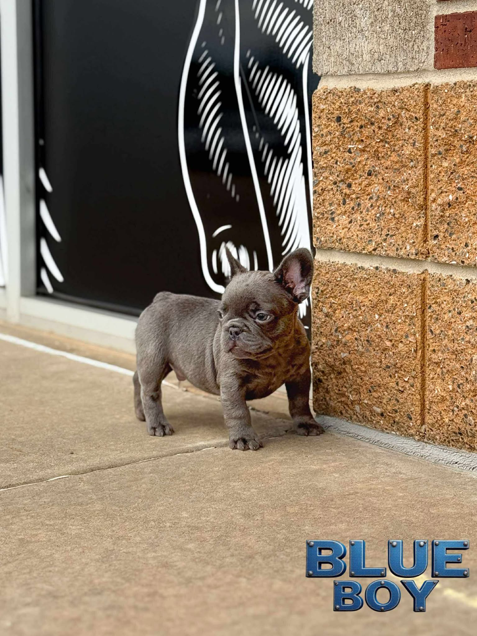 Blue Boy 💙 aa nb nco dd Eme L/I1