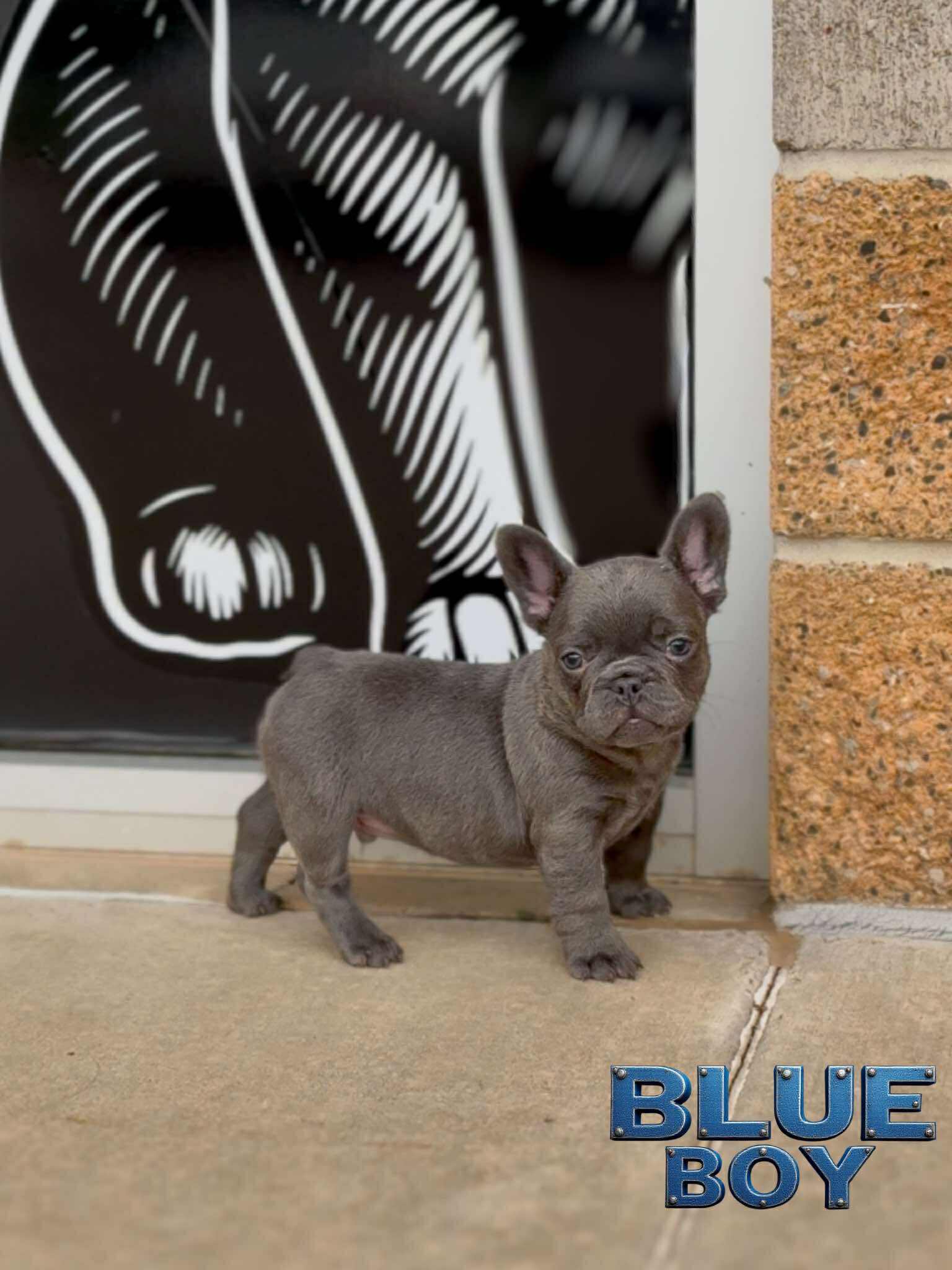 Blue Boy 💙 aa nb nco dd Eme L/I1