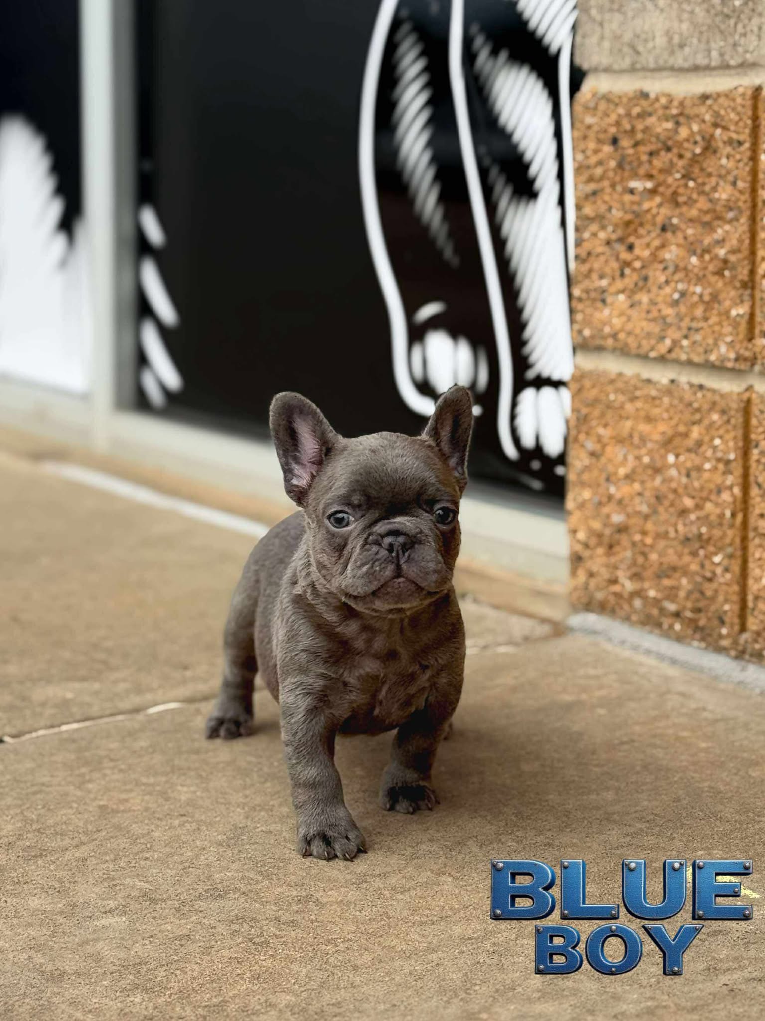 Blue Boy 💙 aa nb nco dd Eme L/I1