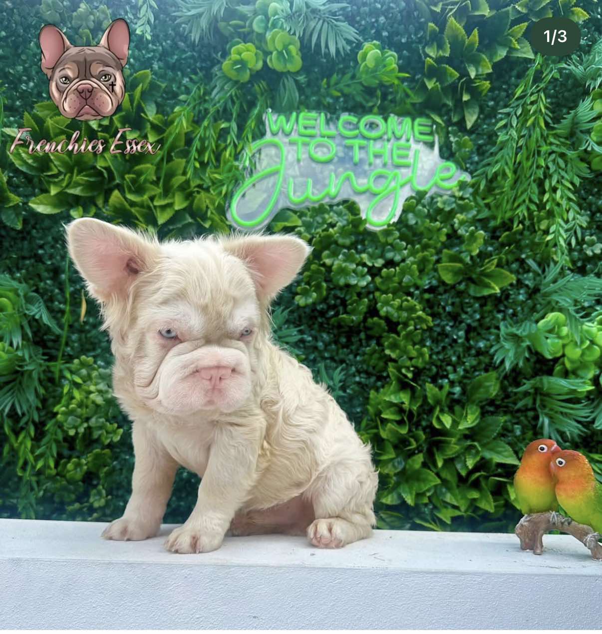 Ghost - Stud Service Only