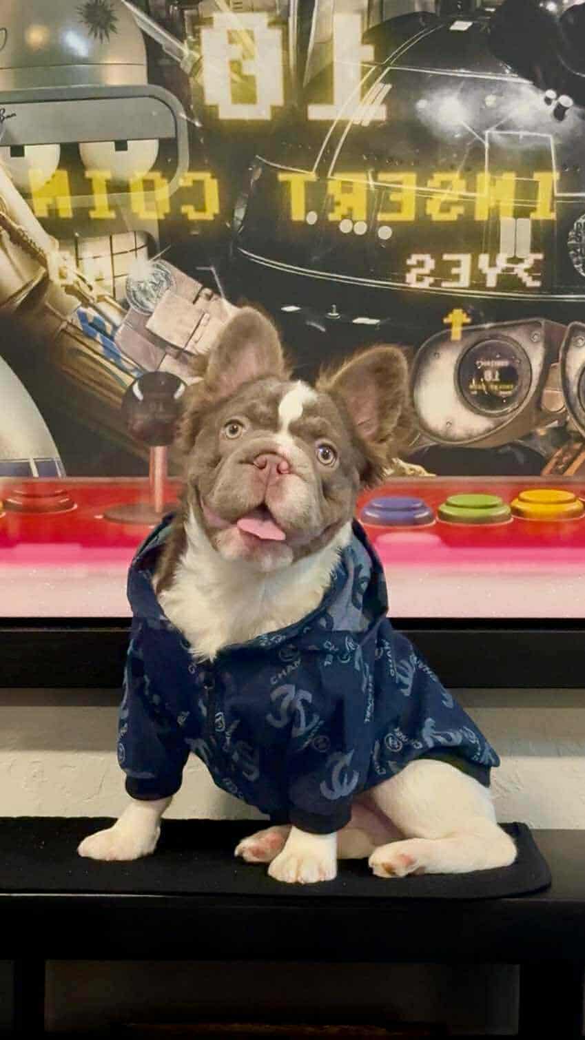 Shifu - Stud Service Only