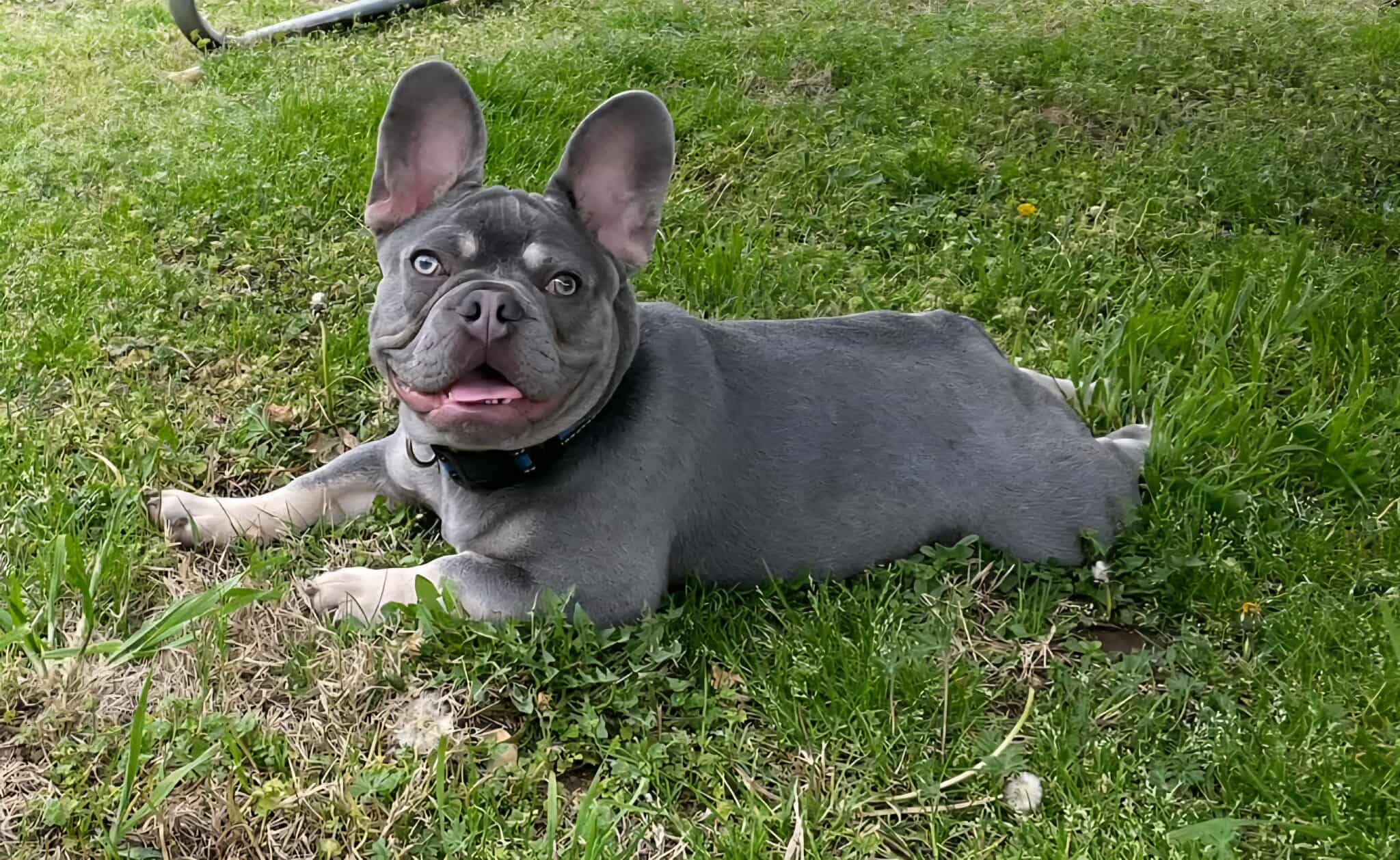 Fujin - Stud Service Only