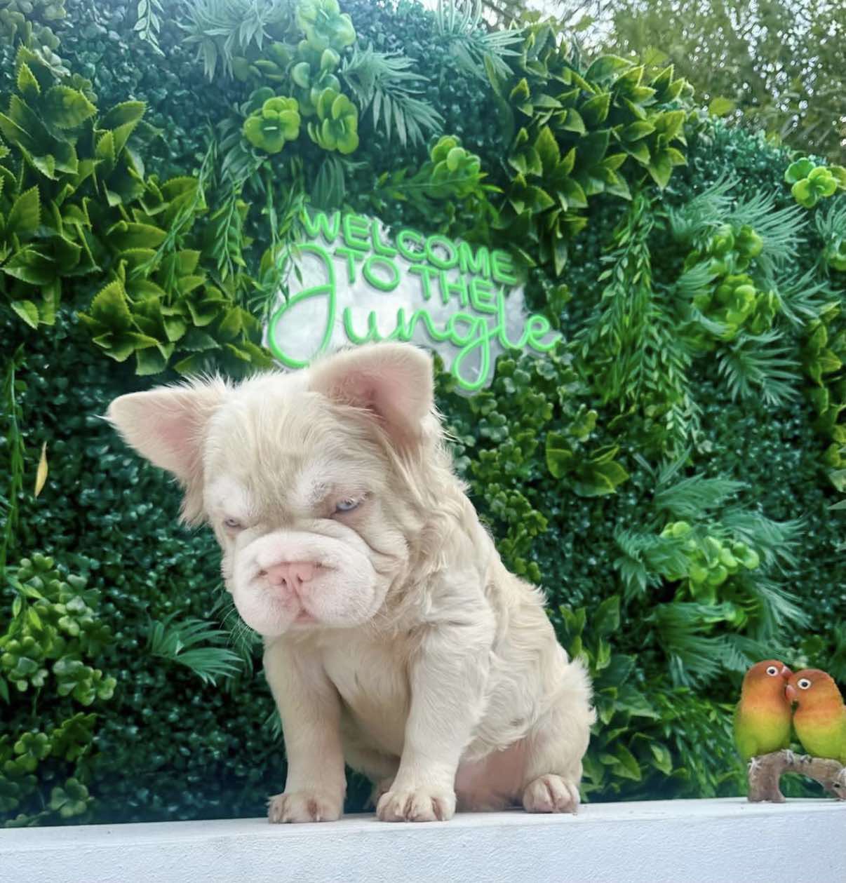 Ghost - Stud Service Only