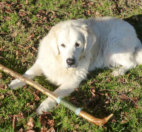 The Mallard Walking Staff