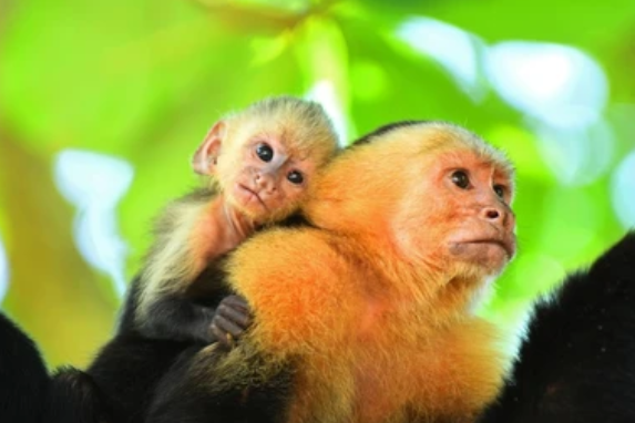 From La Fortuna / Arenal to Manuel Antonio