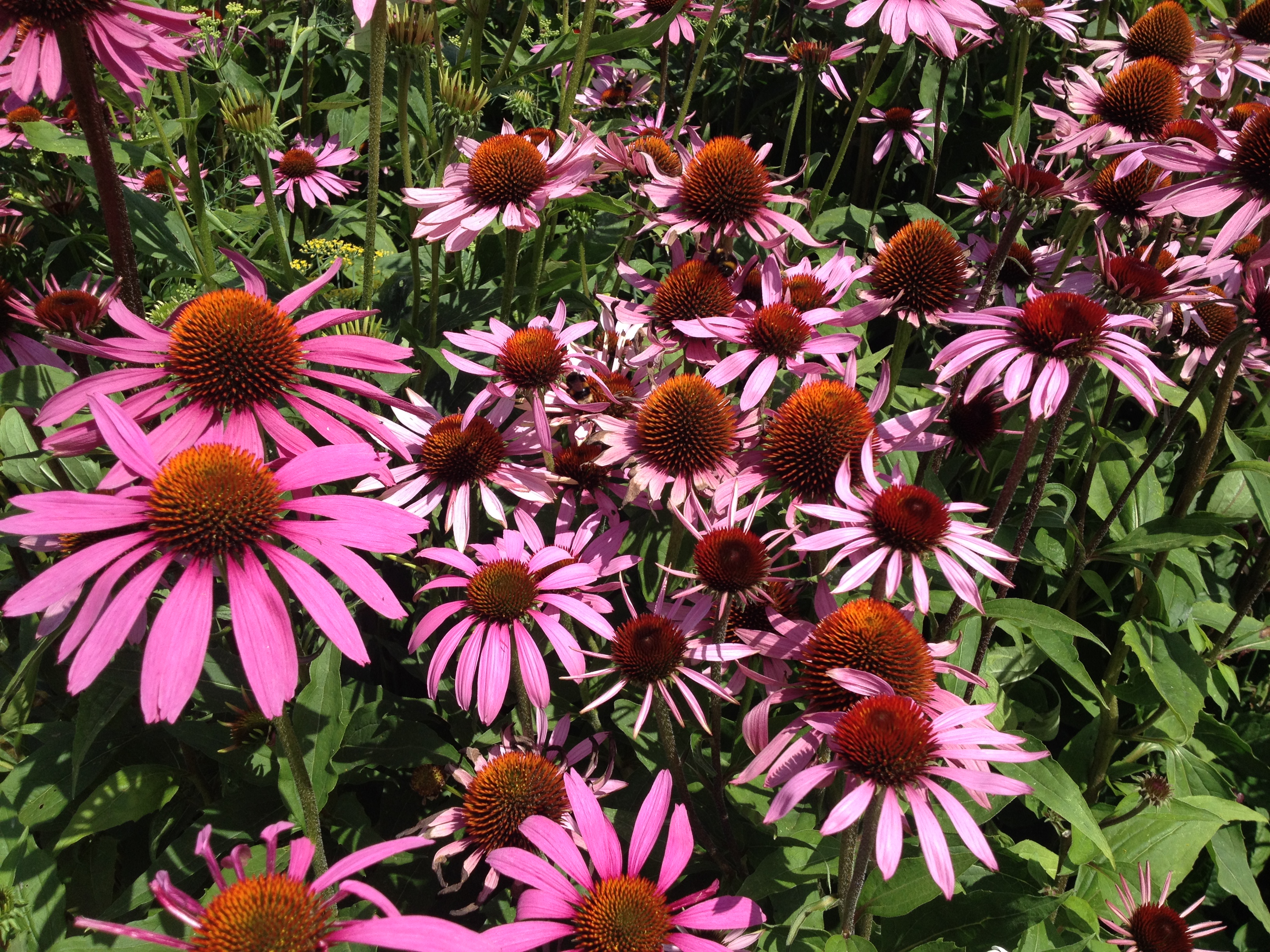 Echinacea (purpurea)