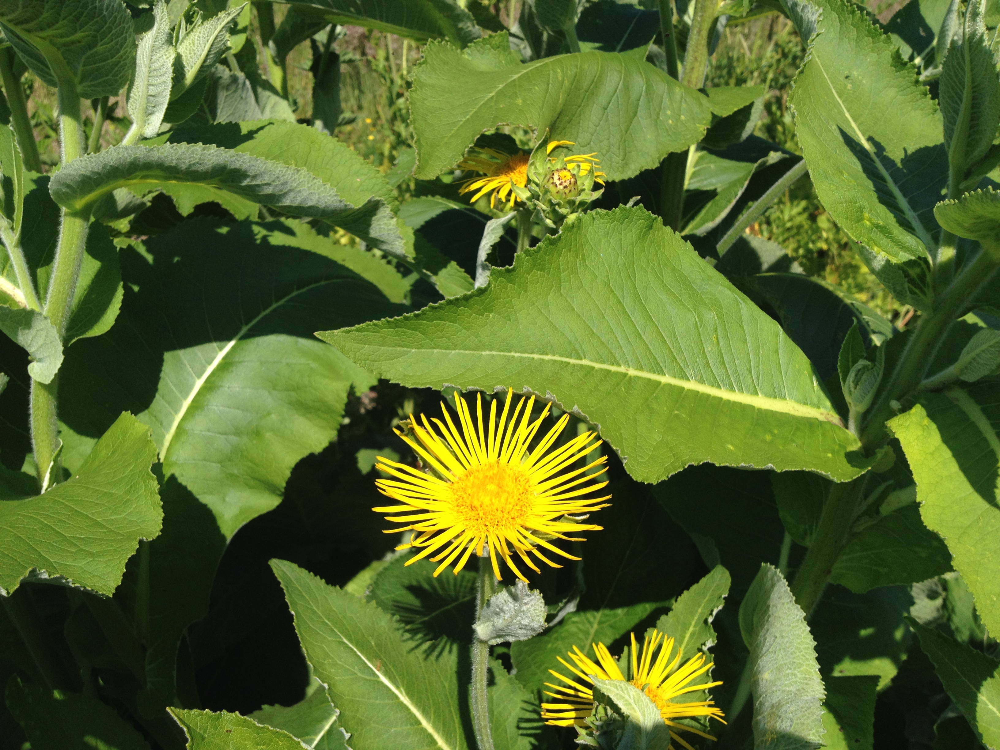 Elecampane