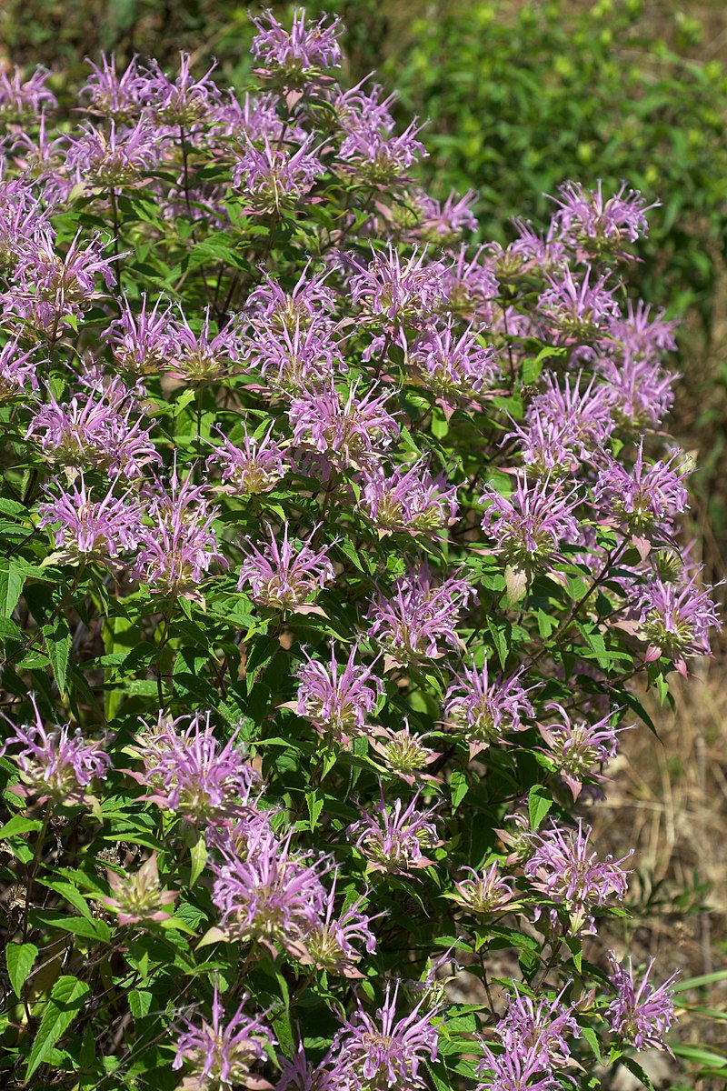 Wild Bergamot/ Bee Balm
