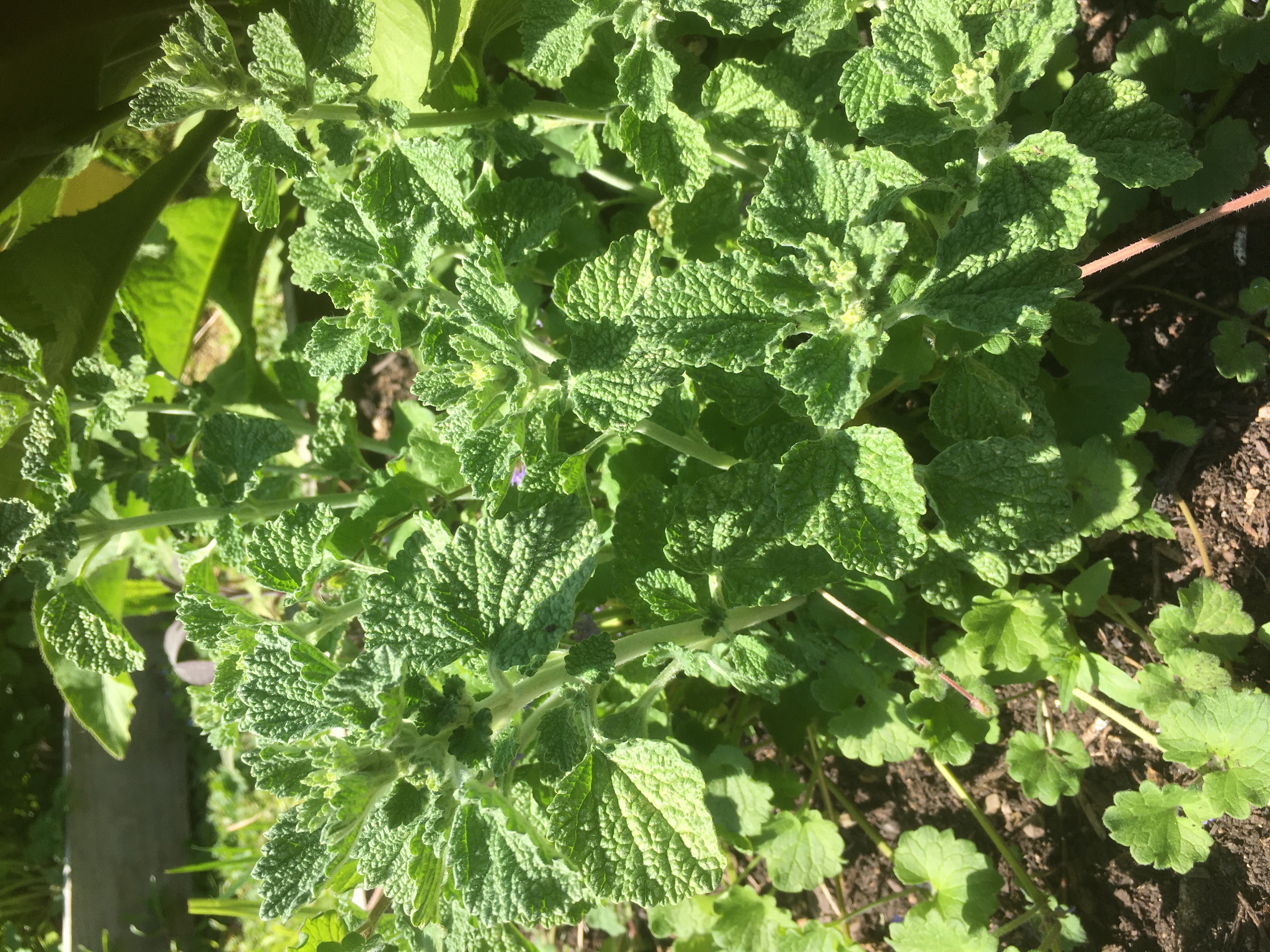 White horehound