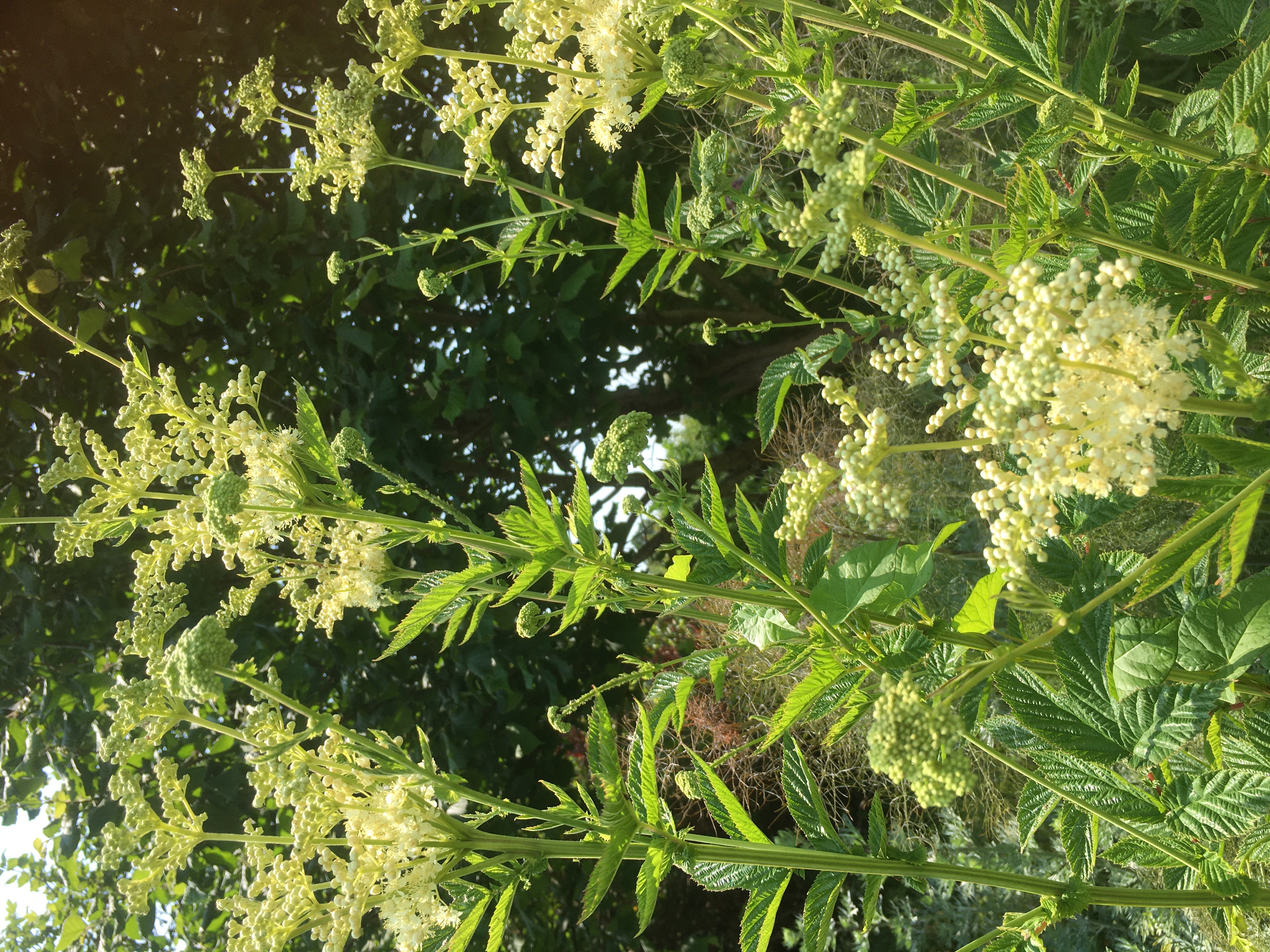 Meadowsweet