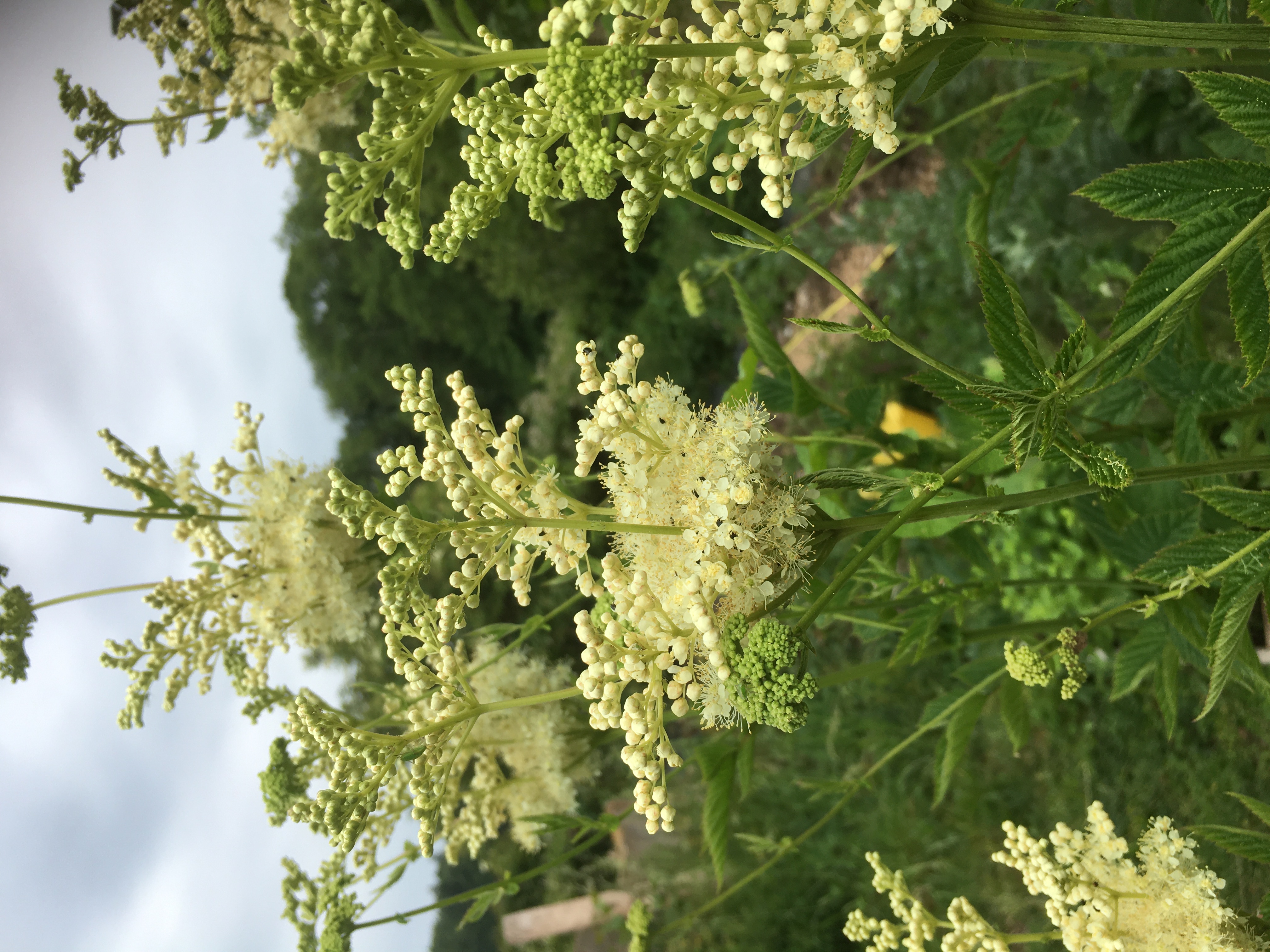 Meadowsweet