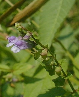 Blue Skullcap