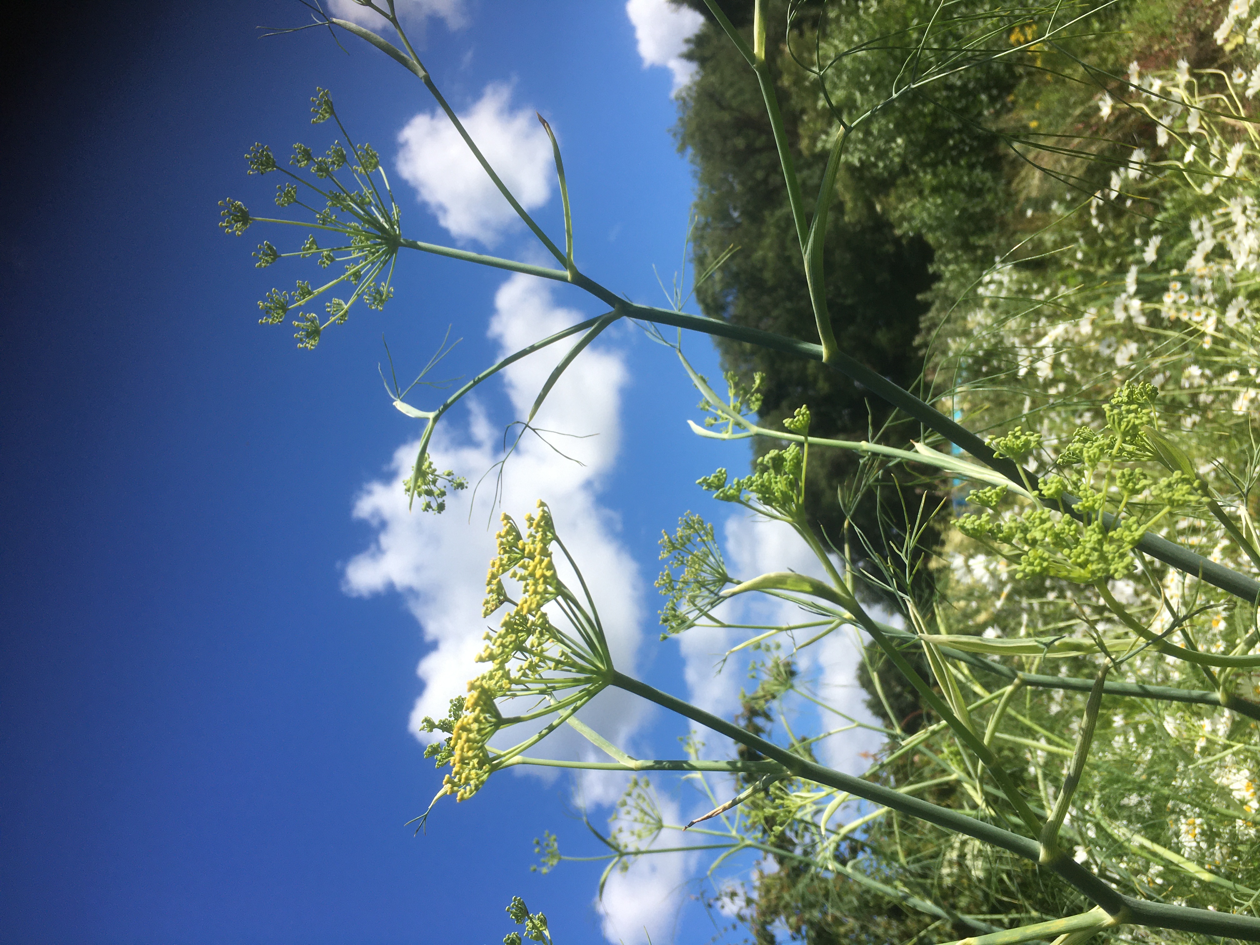Fennel