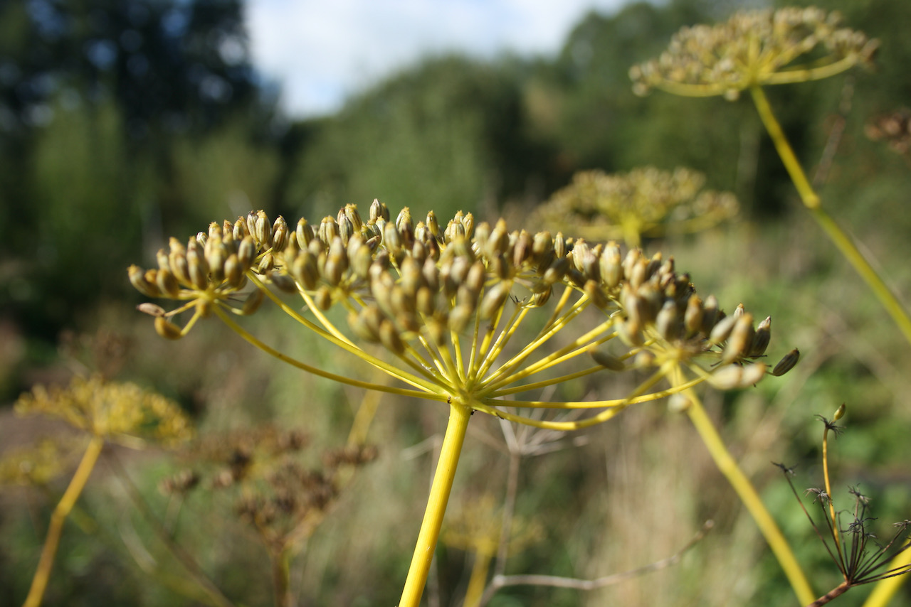 Fennel