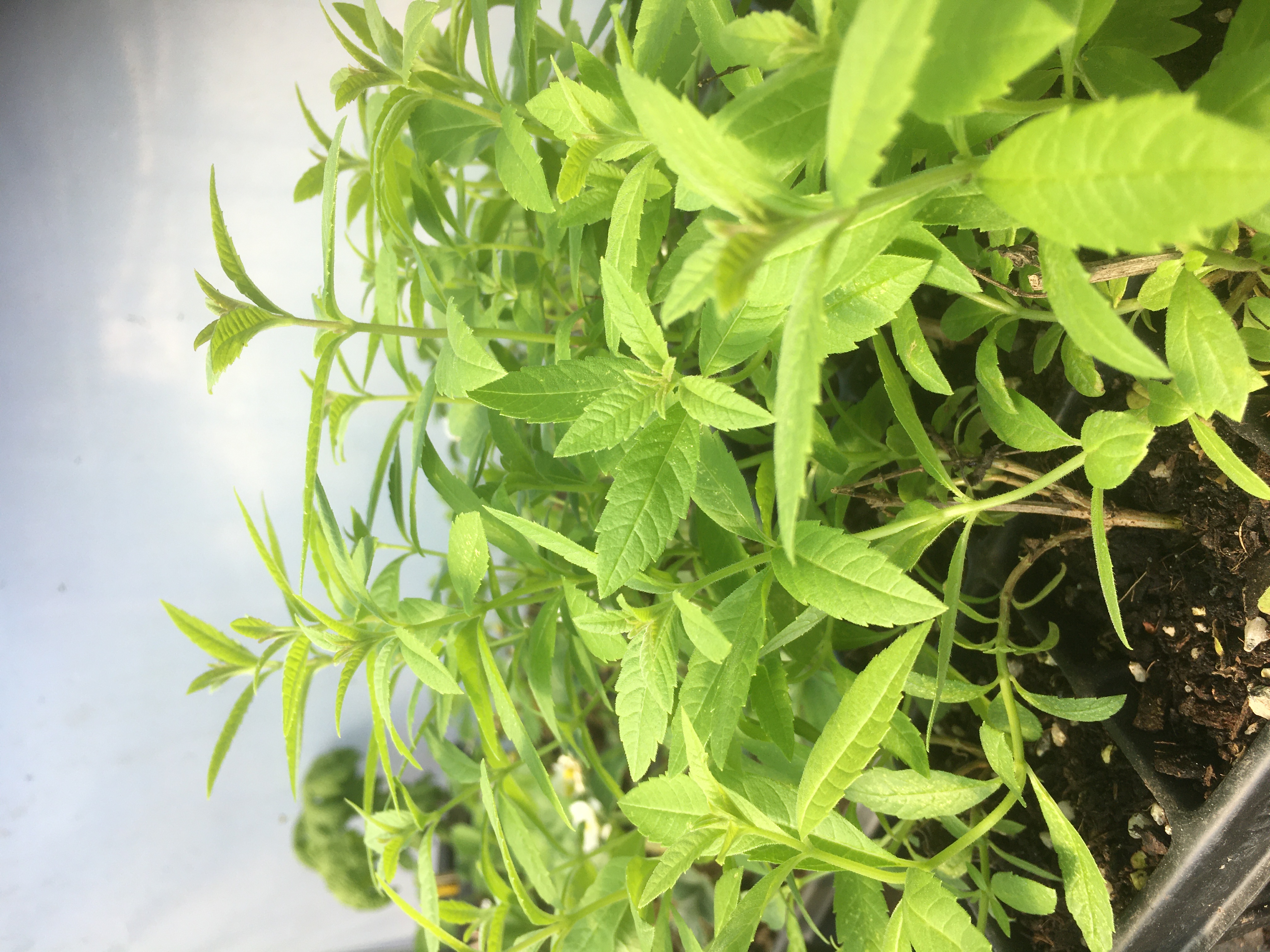 Lemon Verbena