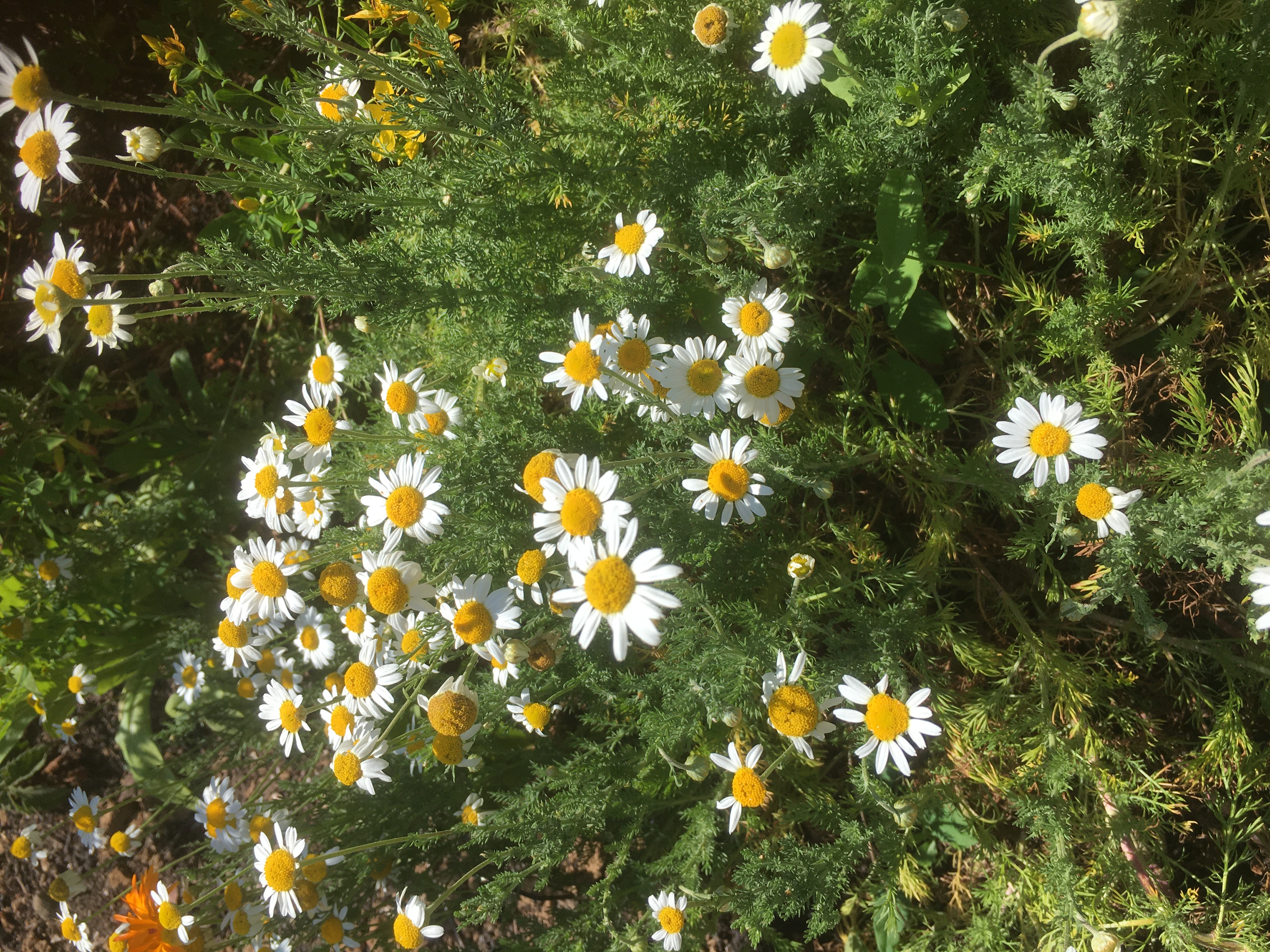 Chamomile - Roman Chamomile