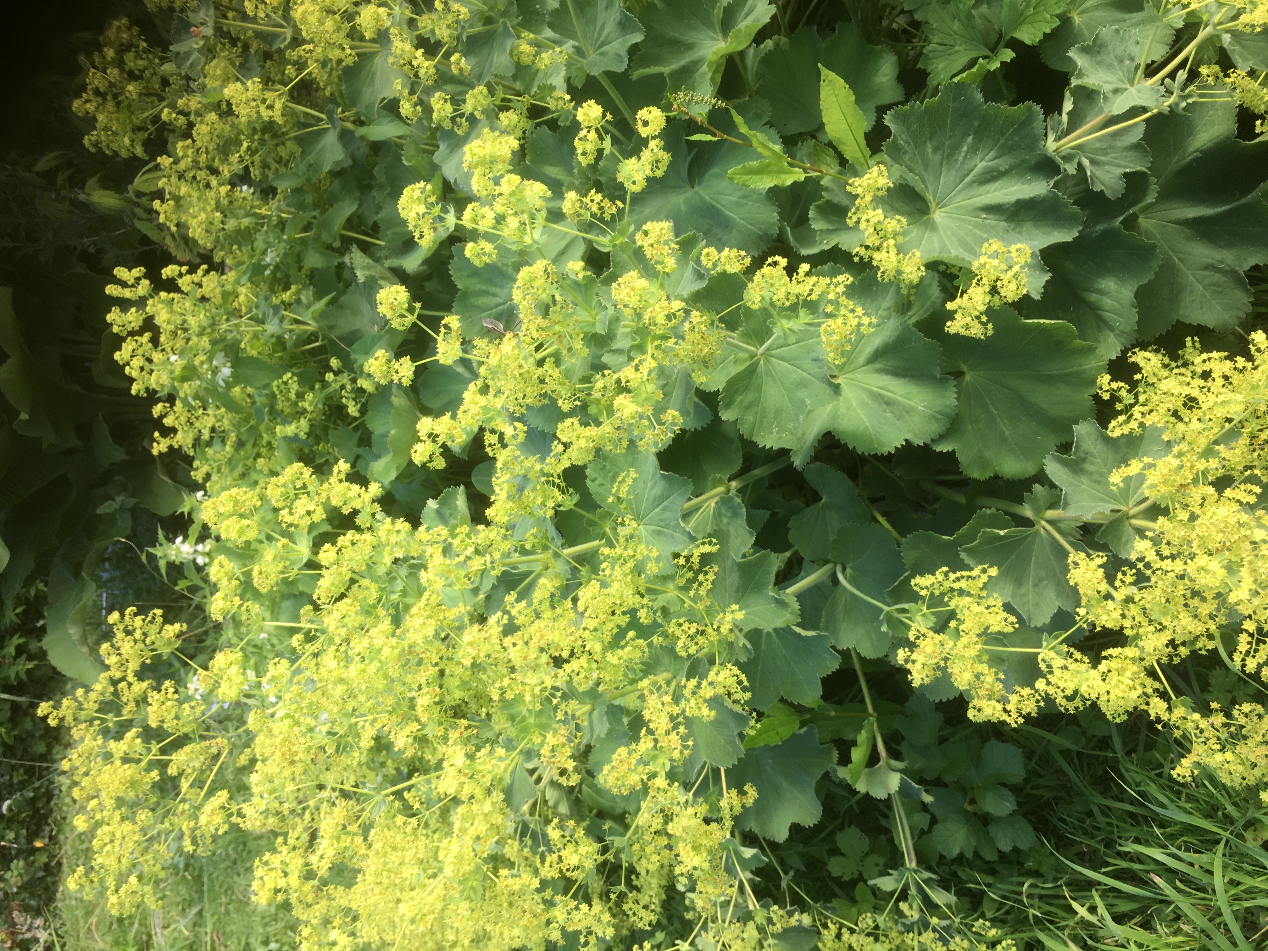 Lady's Mantle
