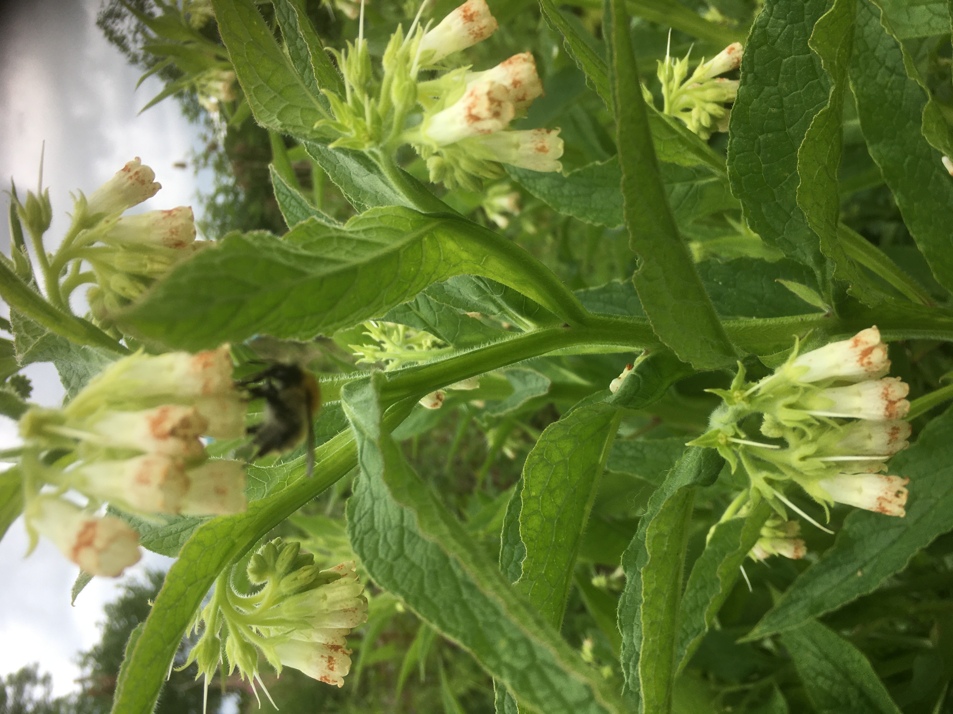 Common Comfrey