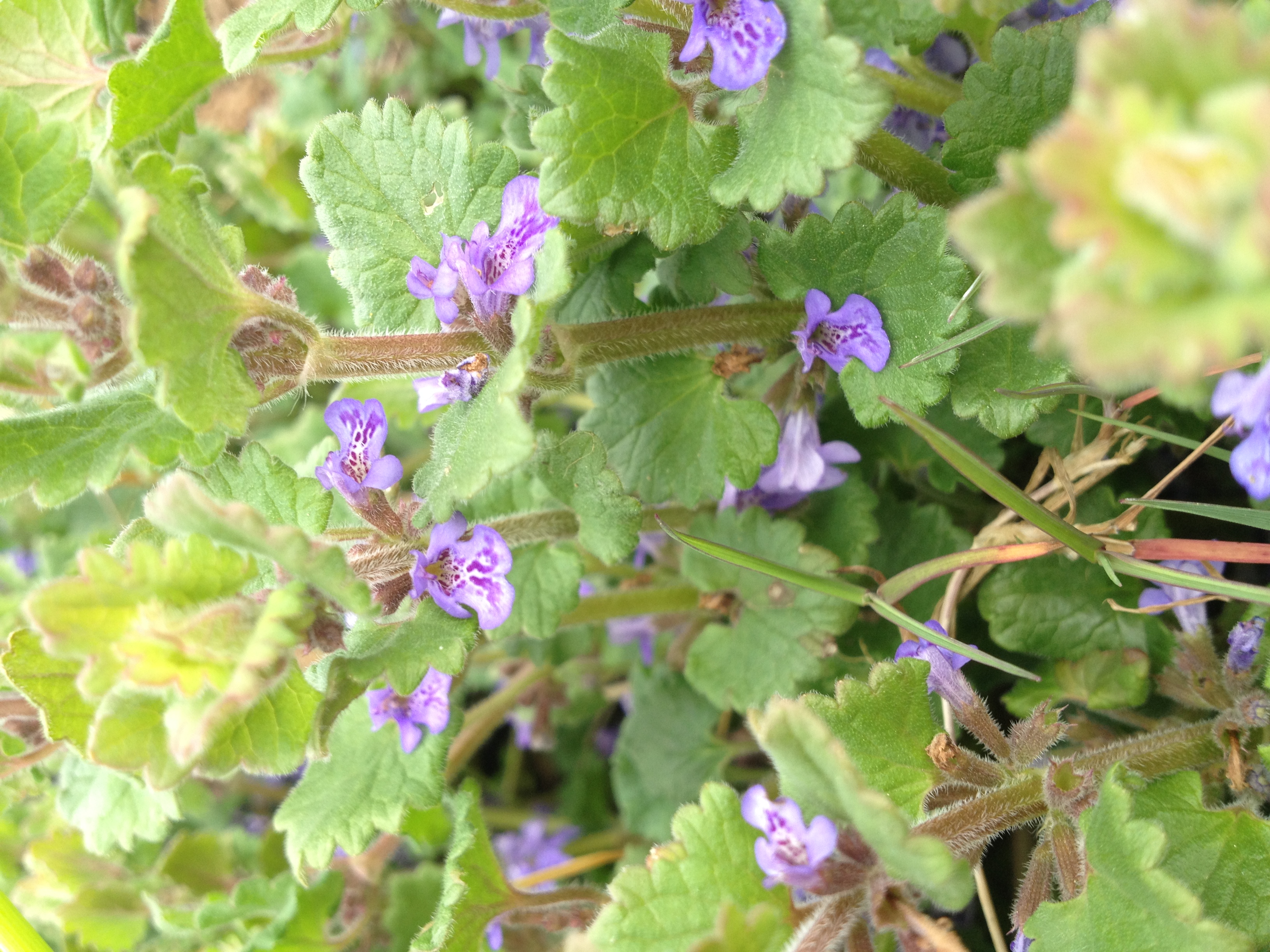 Ground Ivy