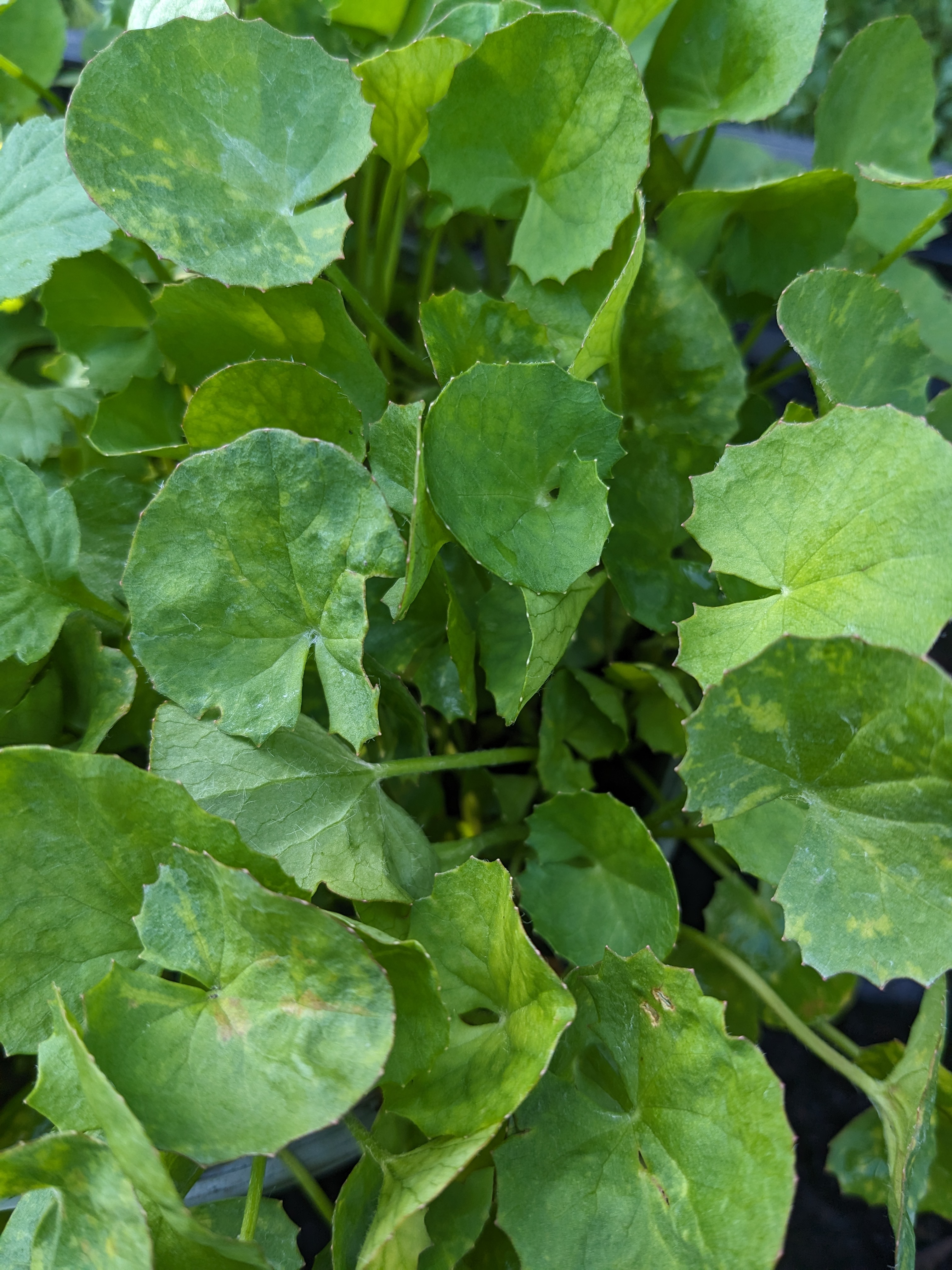 Gotu Kola