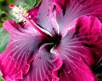 Fleurs d'Hibiscus Déshydratées