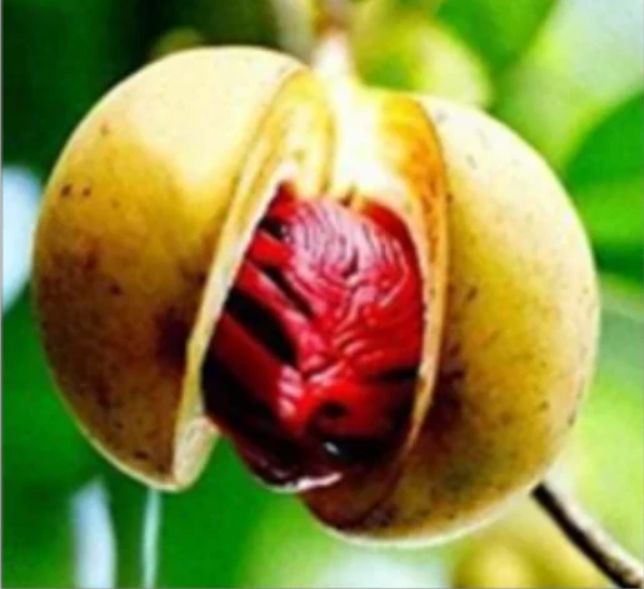 Noix de Muscade et son Macis