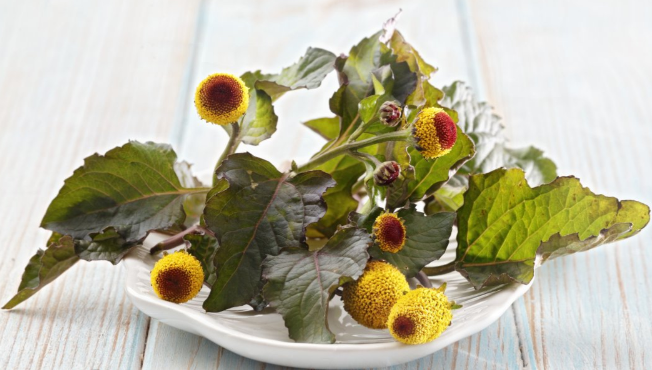 Fleurs de Brede Mafane Déshydratées